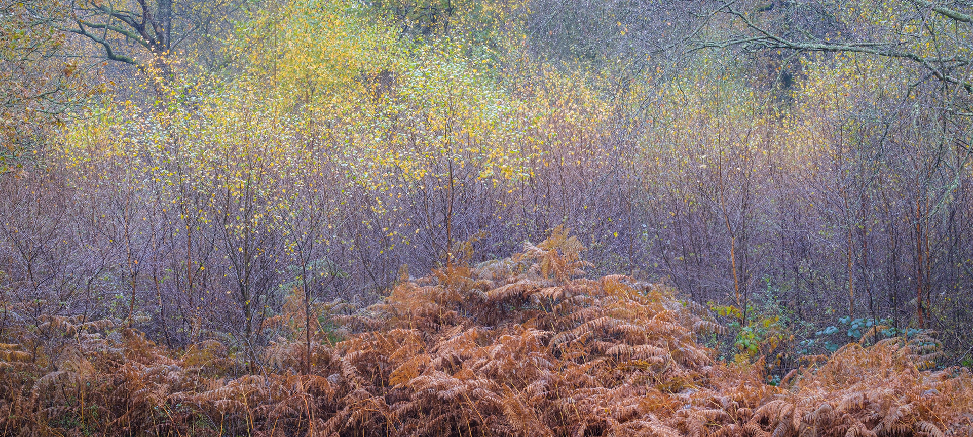 In the rain, Savernake.