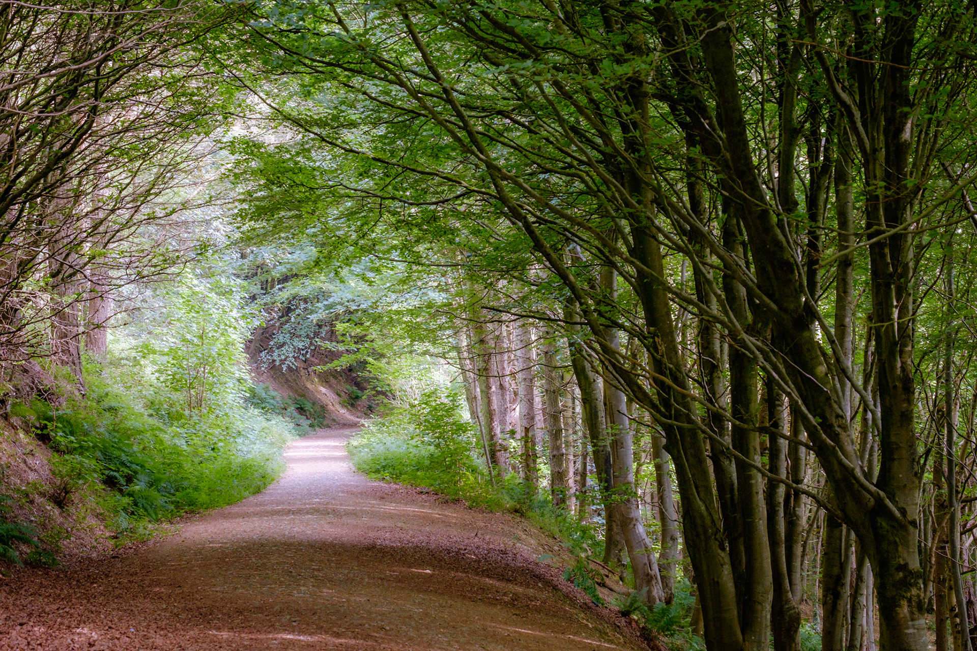 Langdon Woods, Dorset