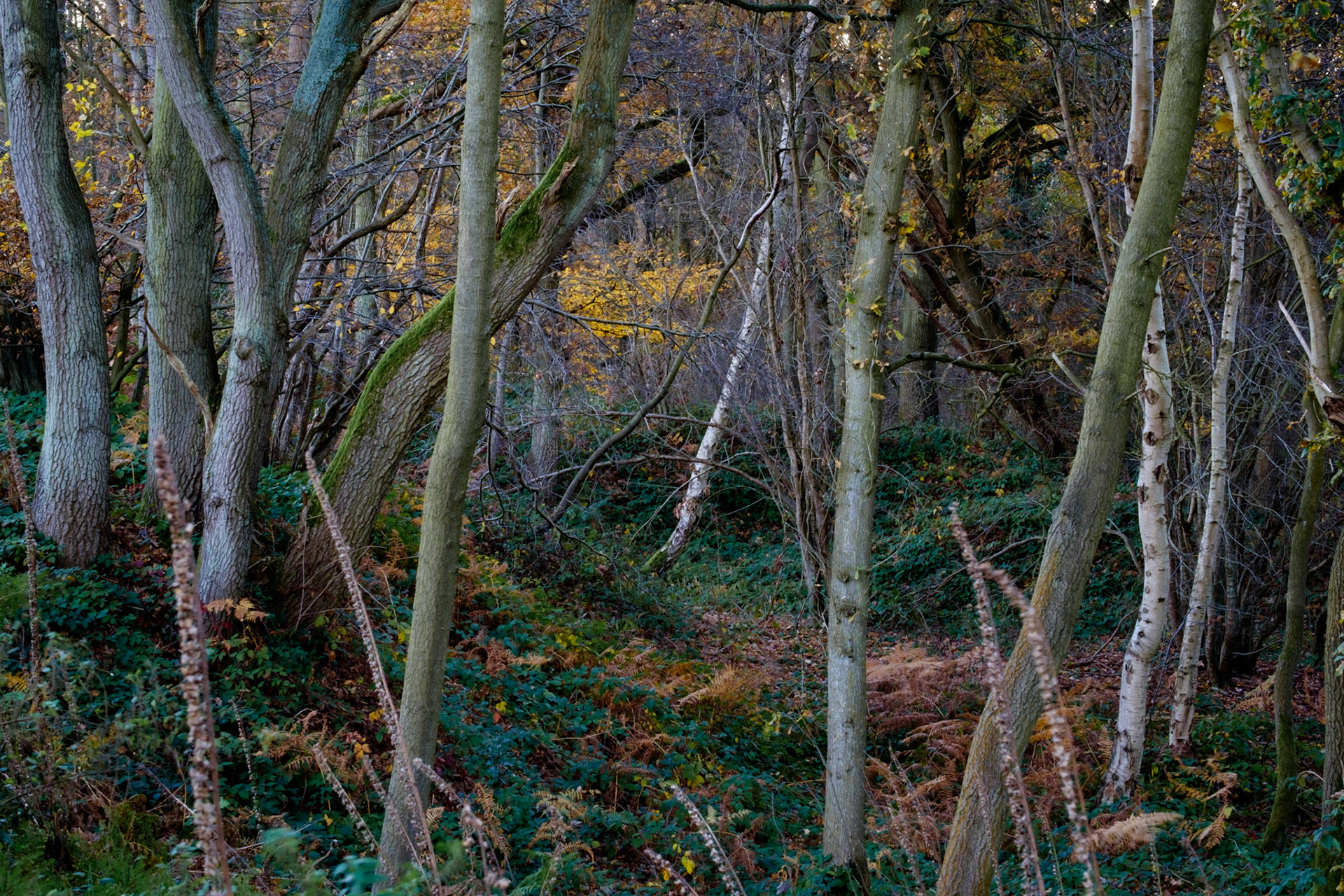 Like Fake Plastic Trees.