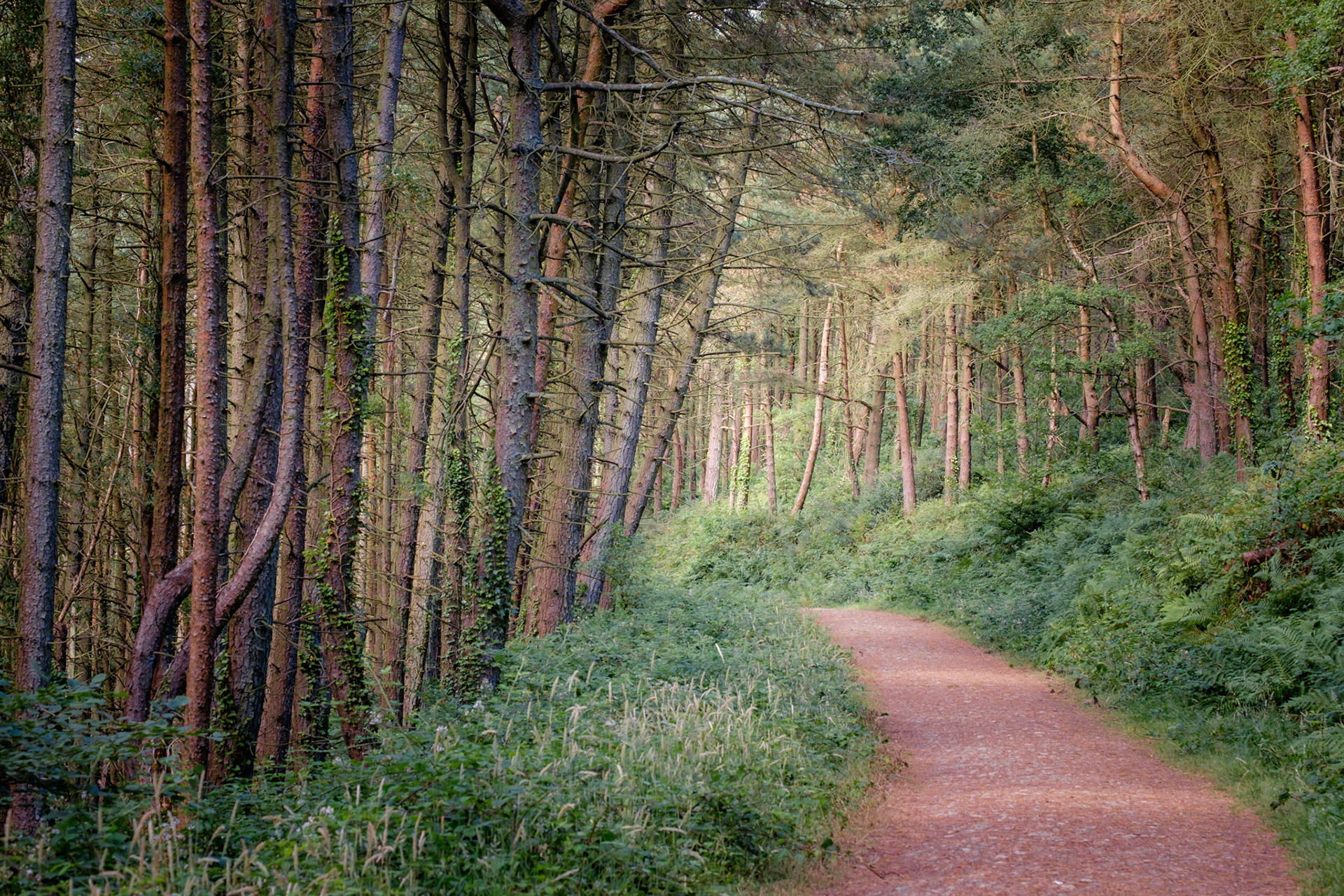 Langdon Woods, Dorset