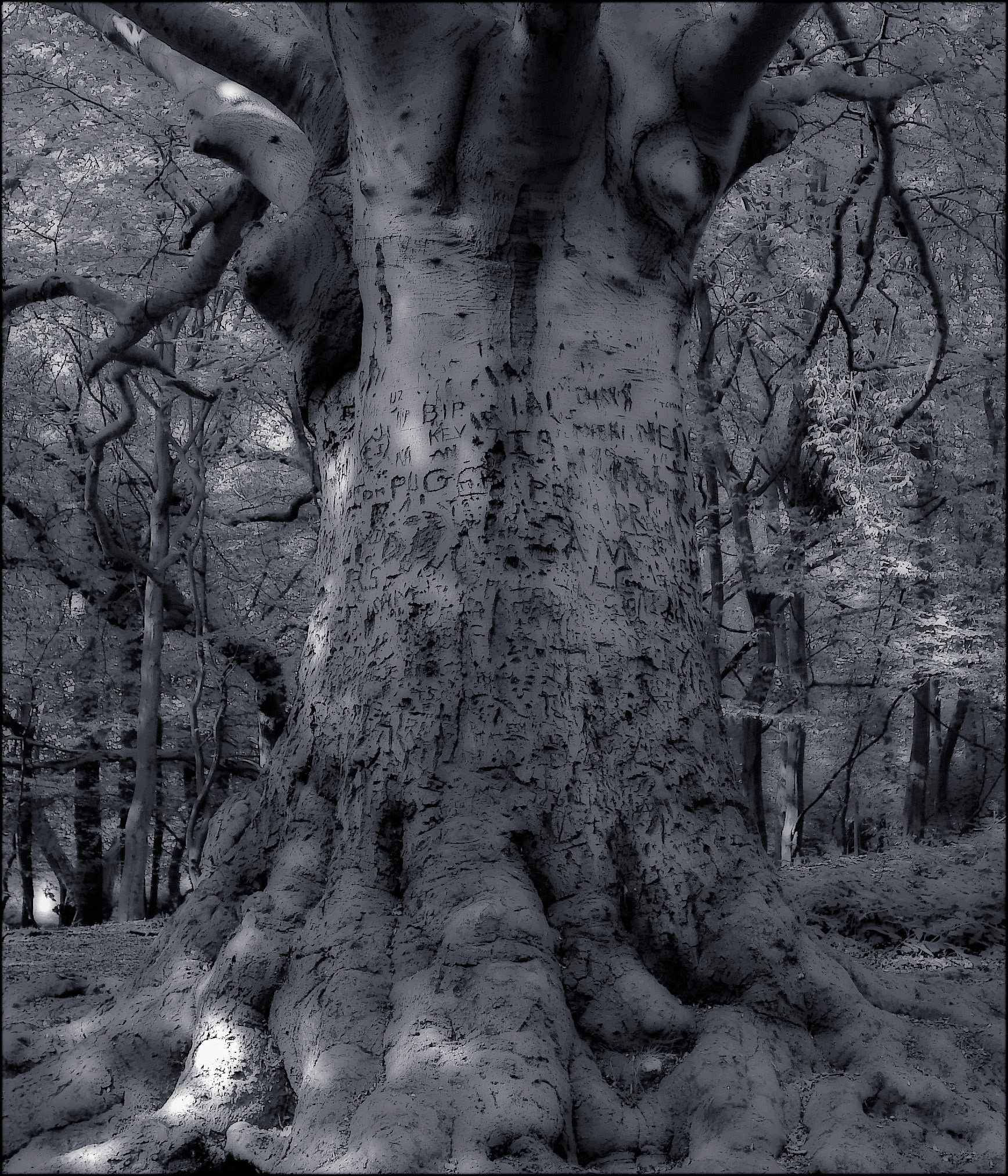 Graffitree