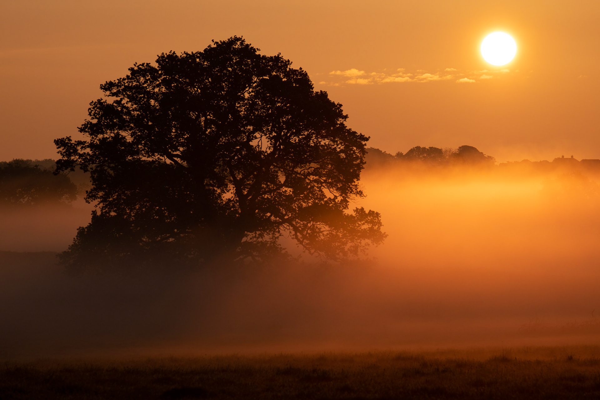 Good Morning Oak