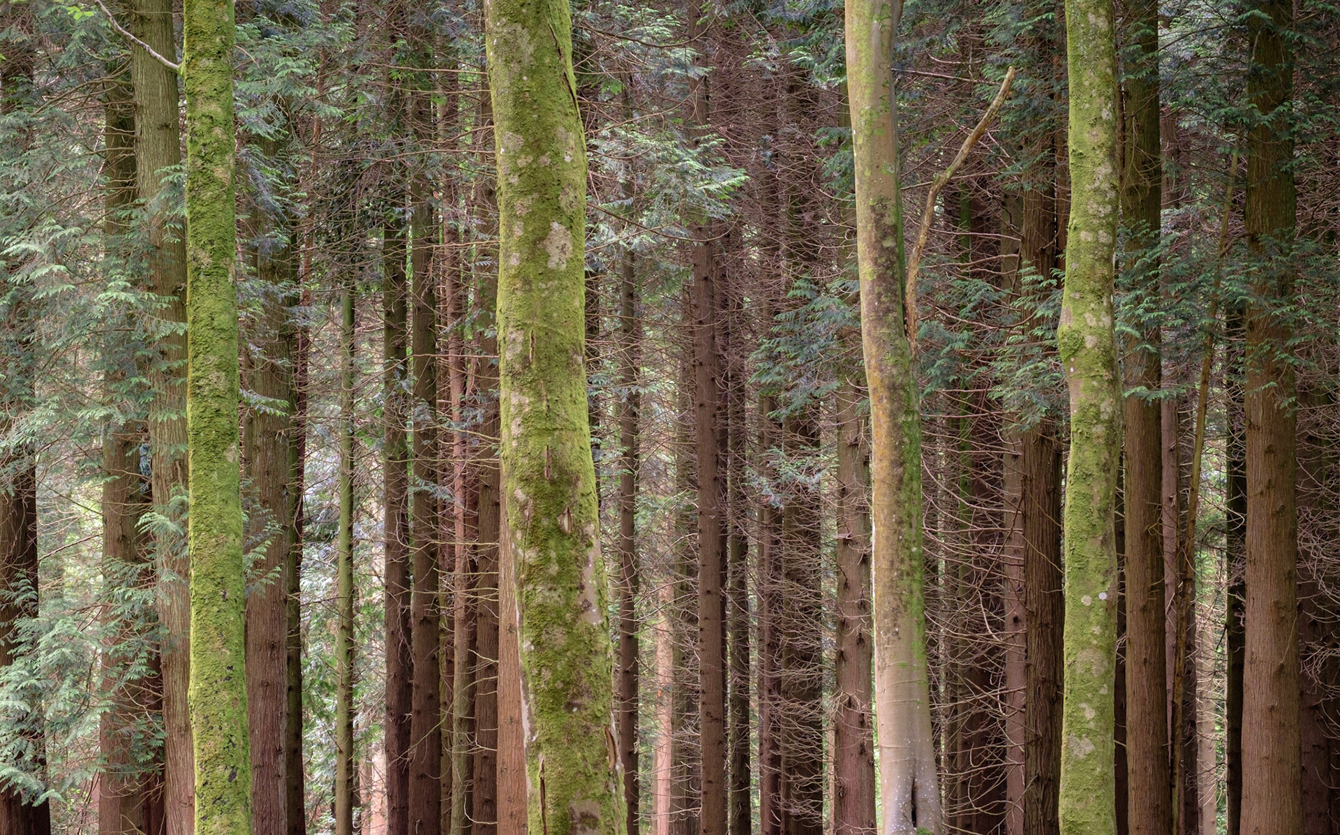 Langdon Woods, Dorset