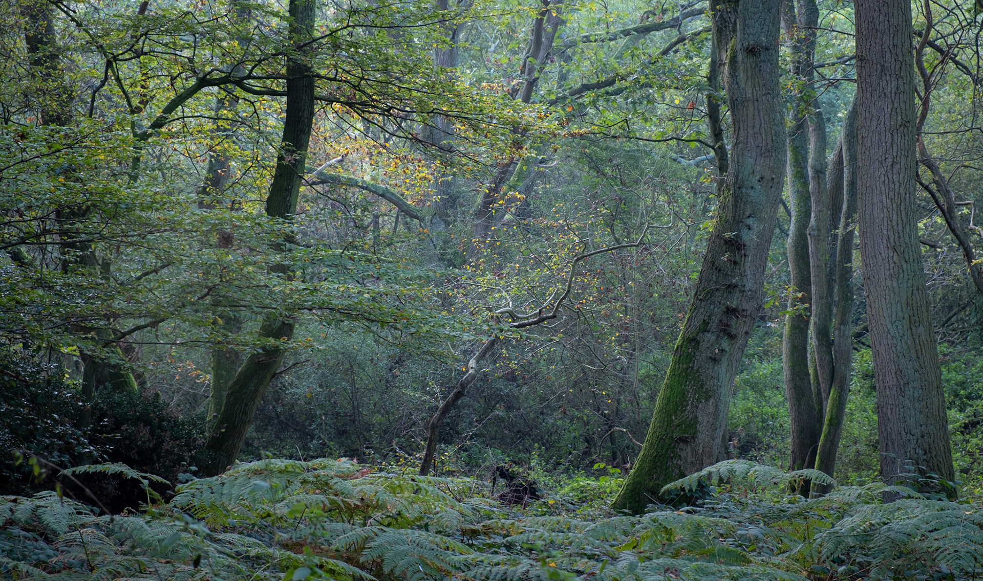 Backwarden Reserve