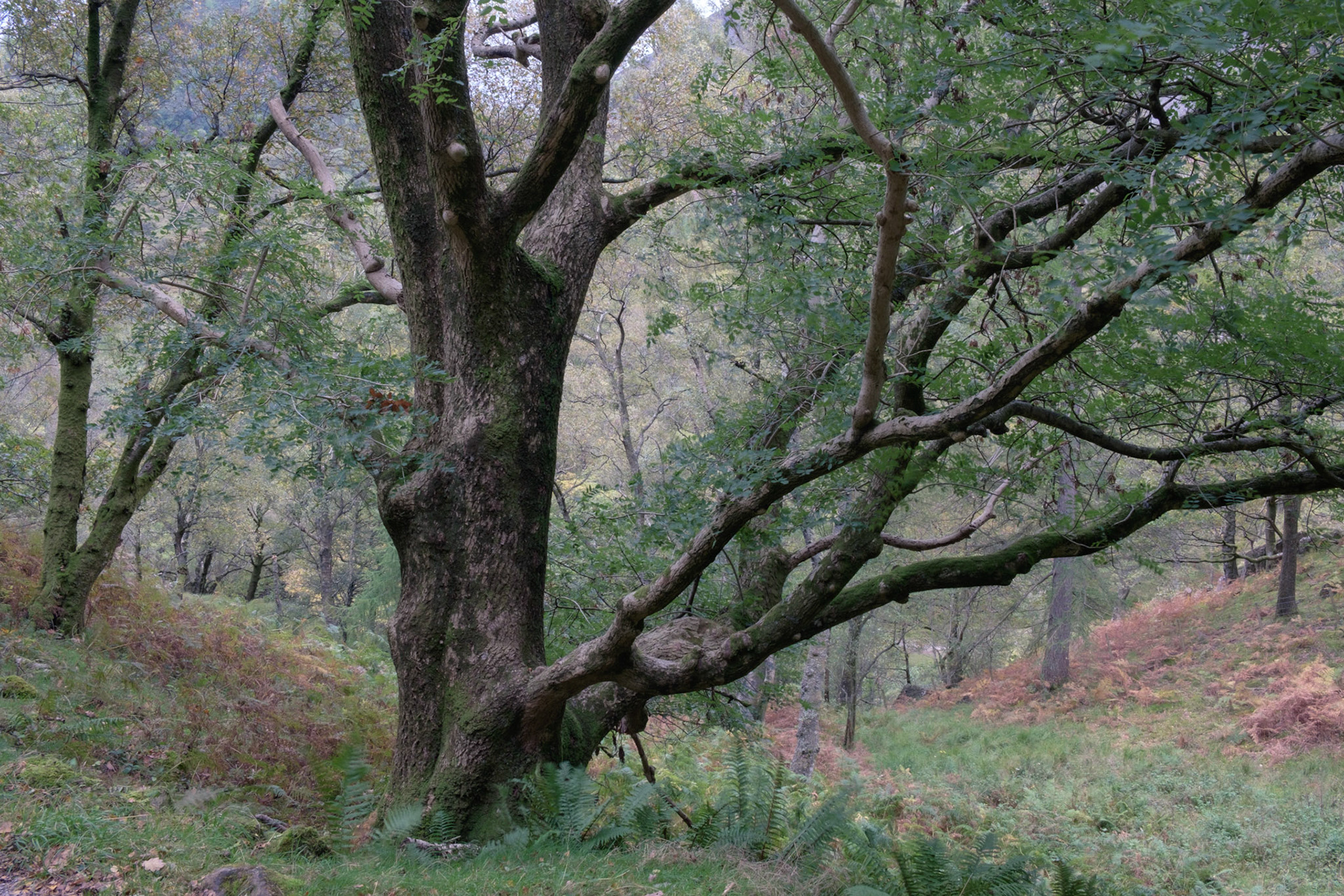 Mimic. Borrowdale. Cumbria.
