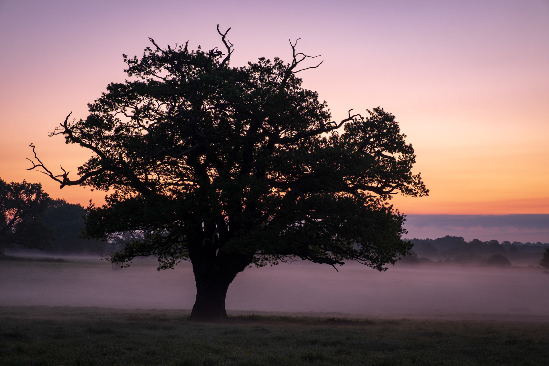 Morning Oak
