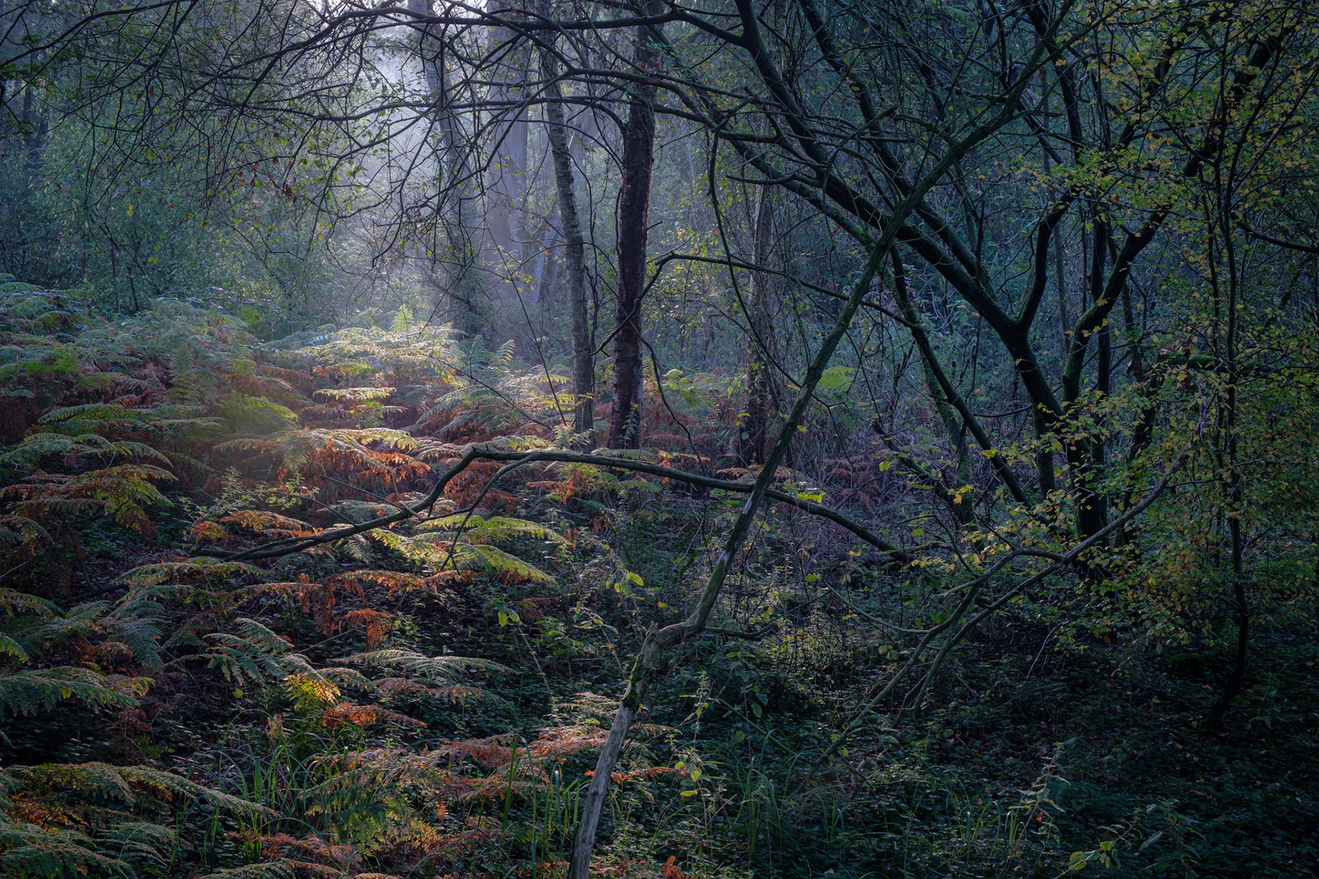 Spotlight, Backwarden Reserve