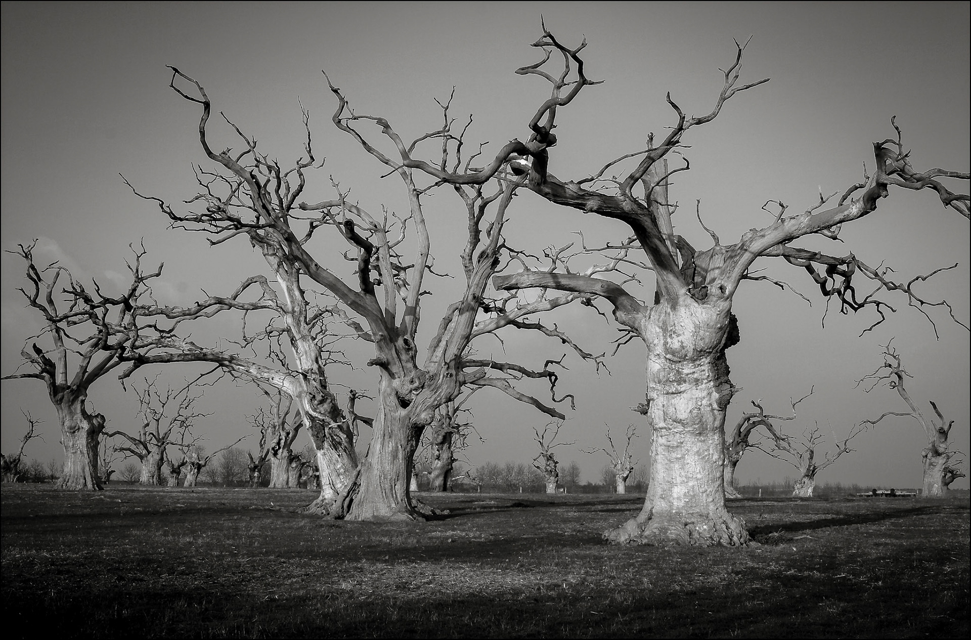 Dead Oaks