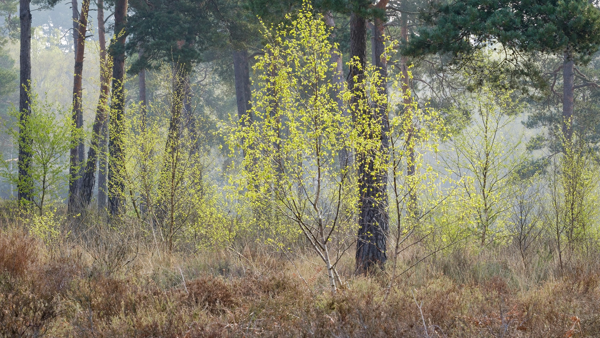Spring, Lavington Common