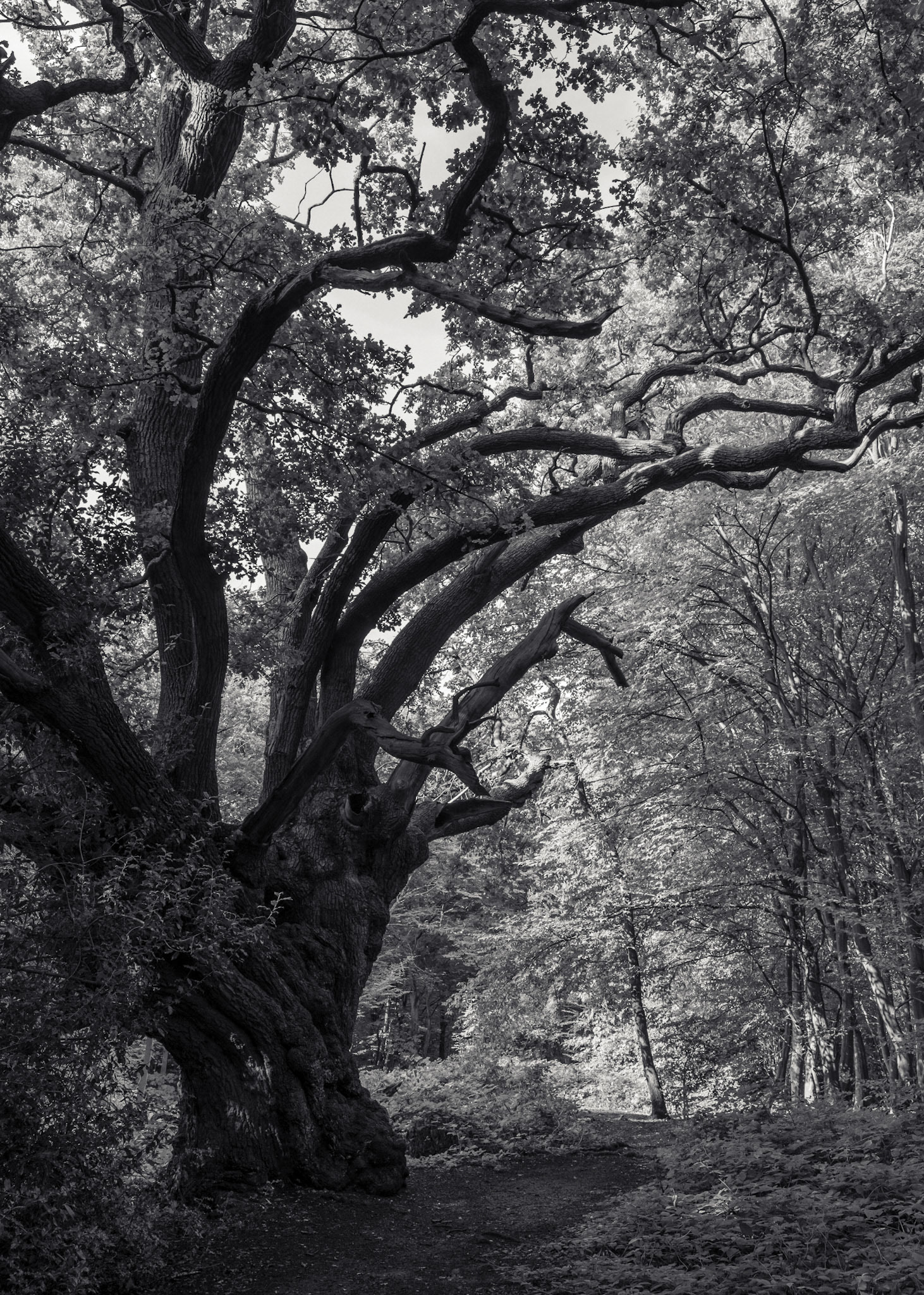 King Oak, Danbury