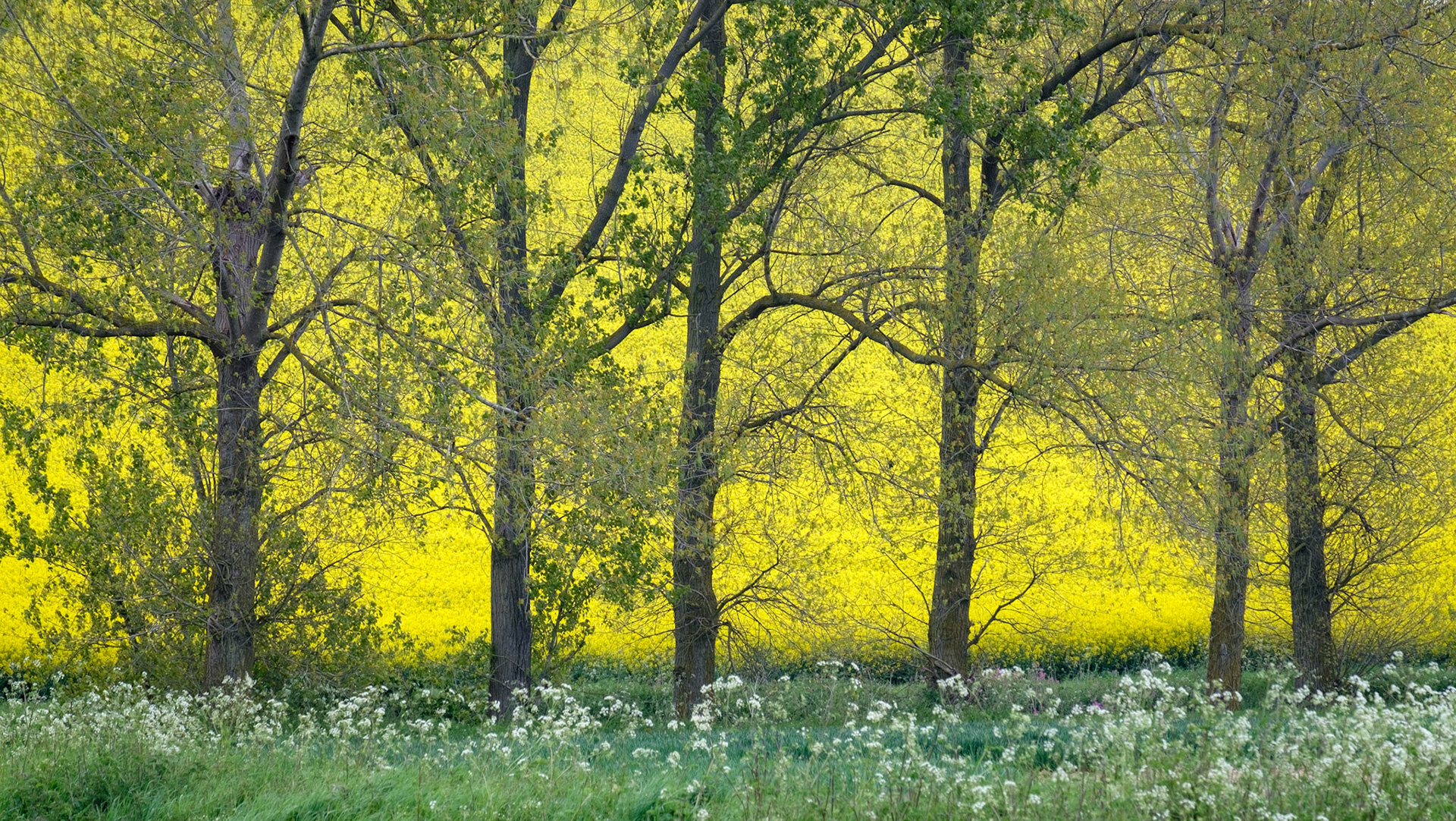 Yellow, Creephedge Lane.