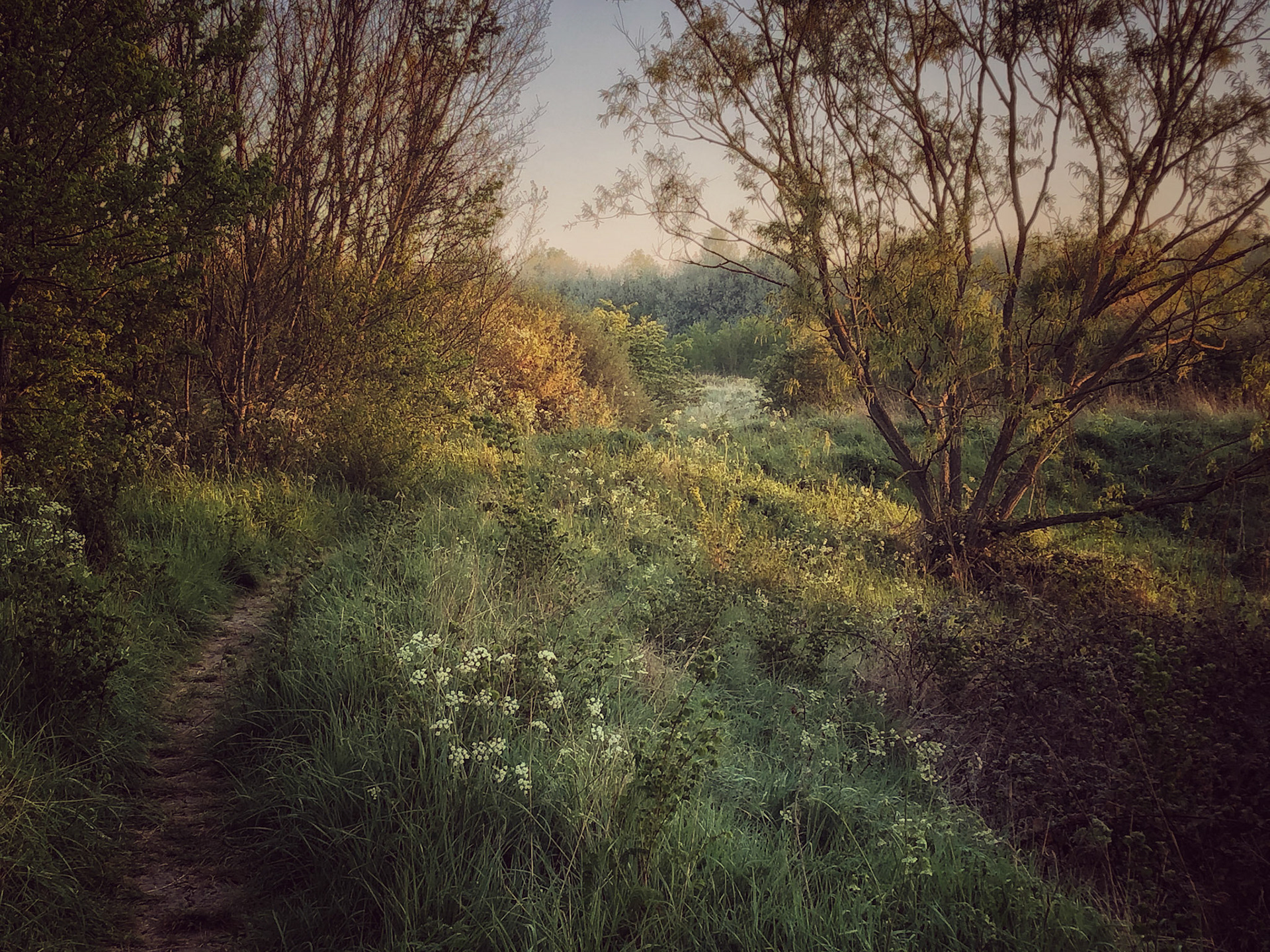 My isolation landscape