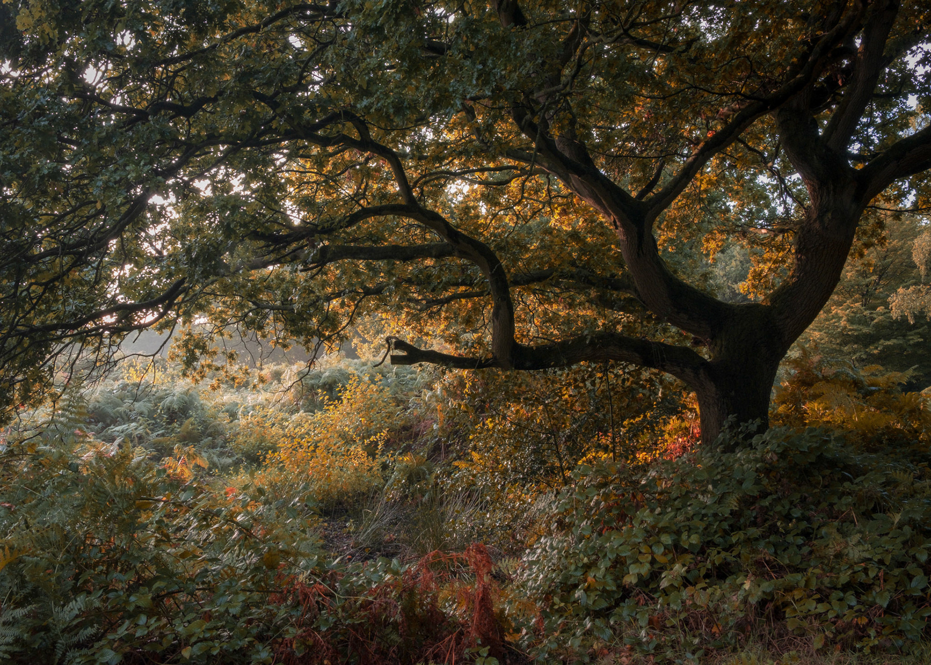 Teenage Oak, Danbury