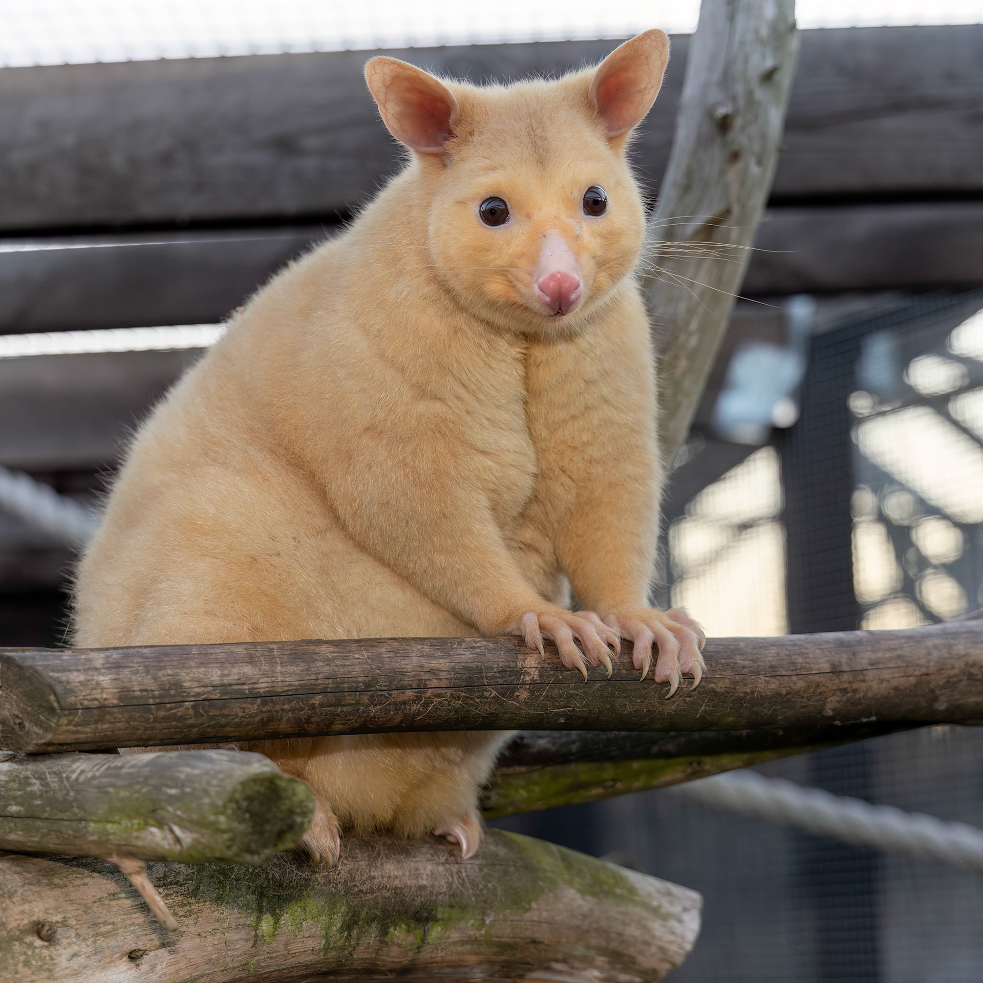 Female Golden Possum