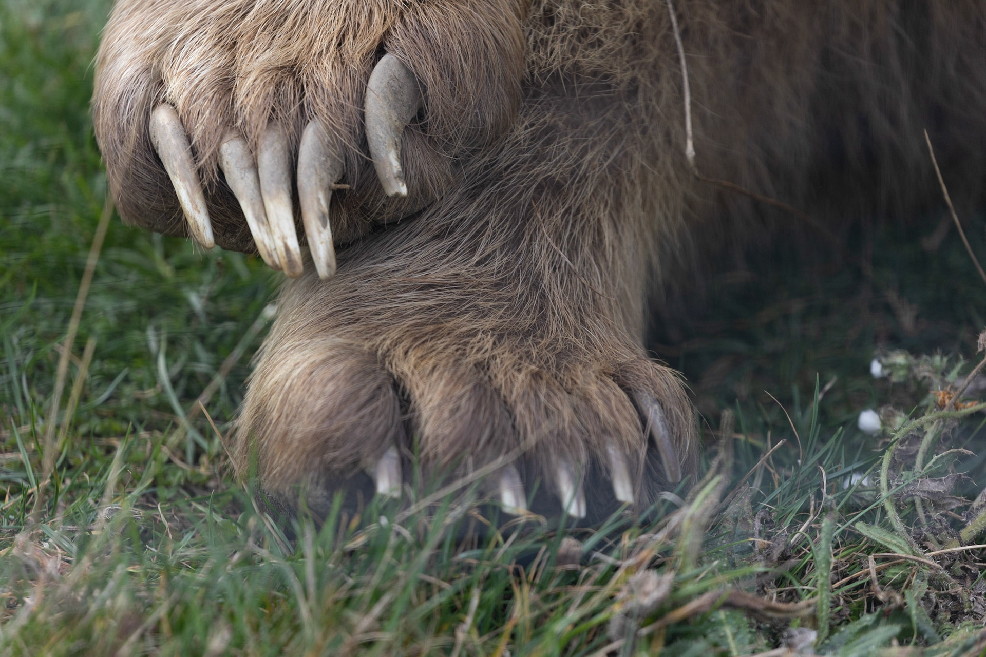 Jaiko's paws