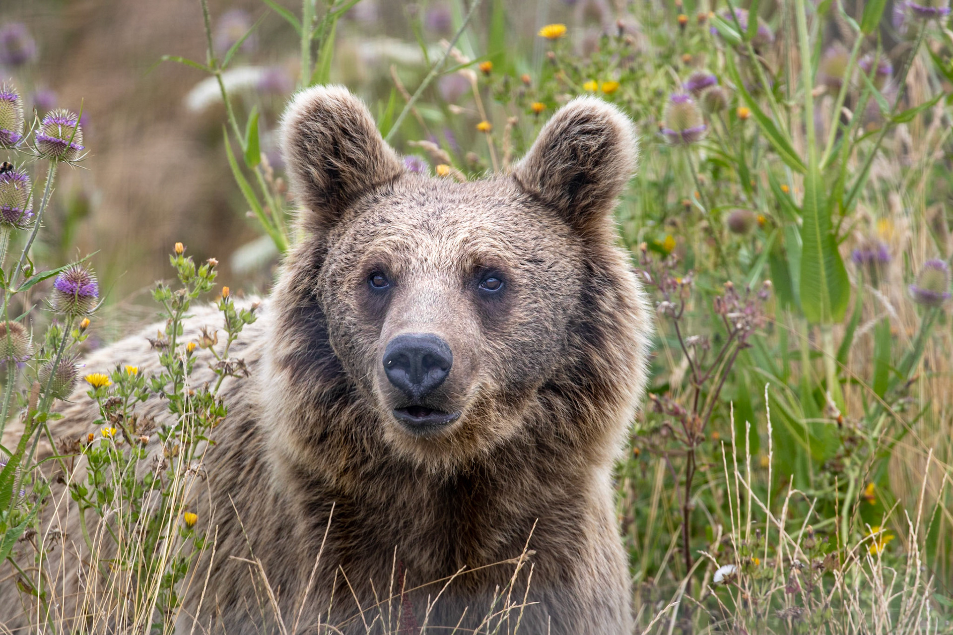 Bear Meadow