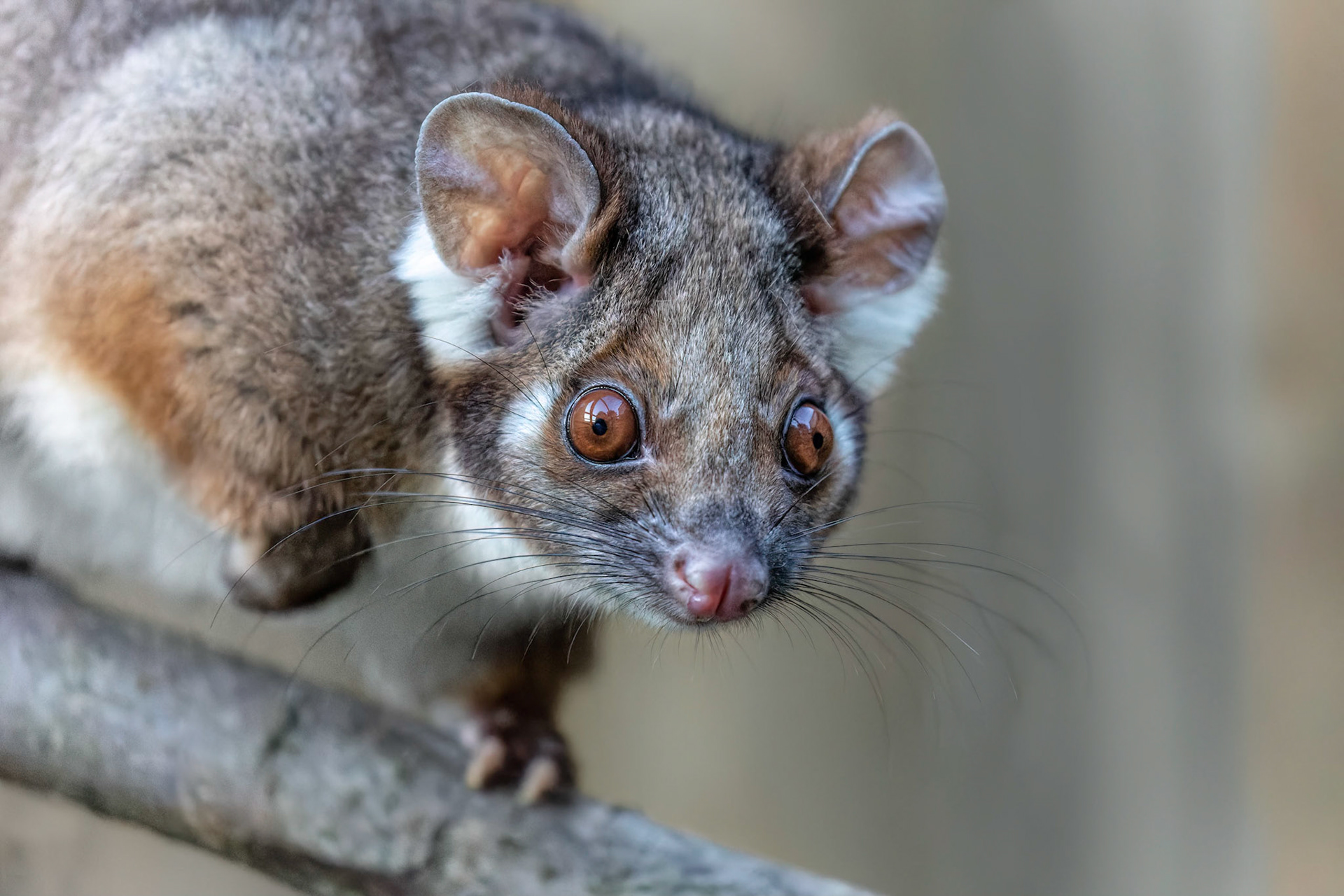 Ringtail Possum