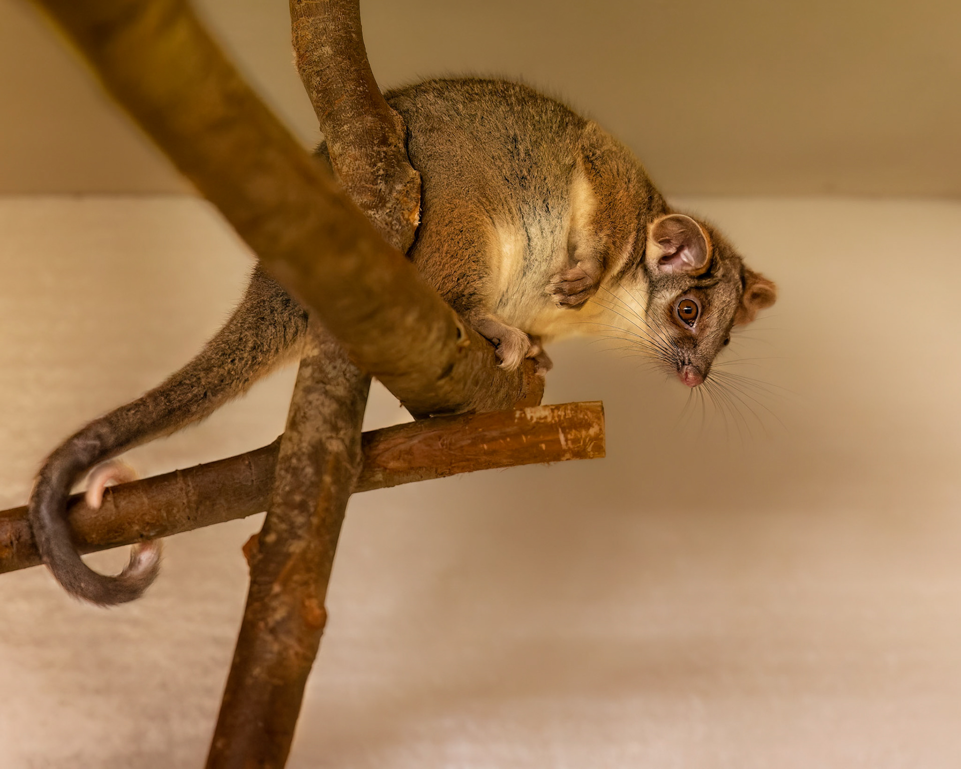 Ringtail Possum Joey