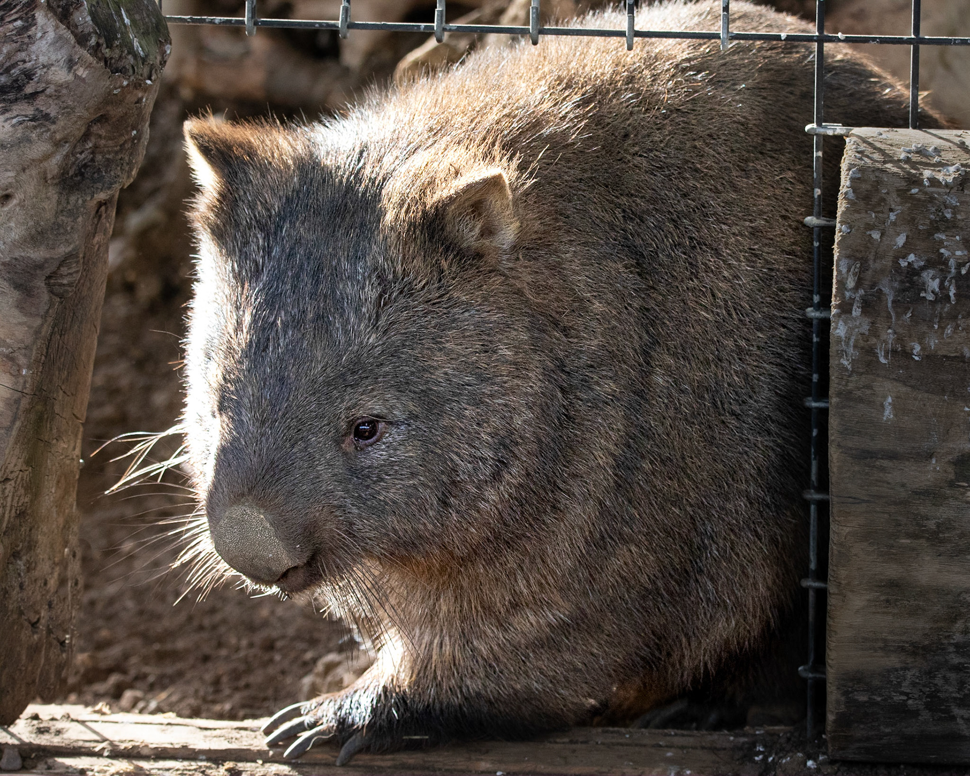 Wanda