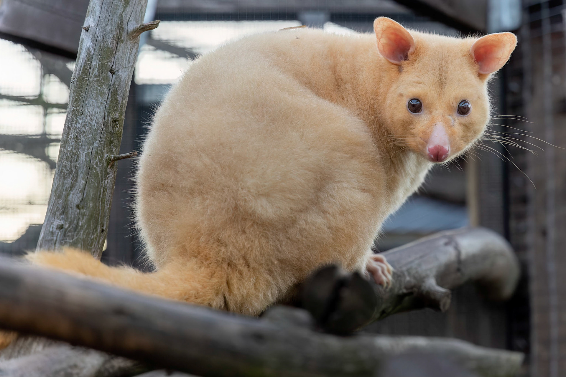 Female Golden Possum