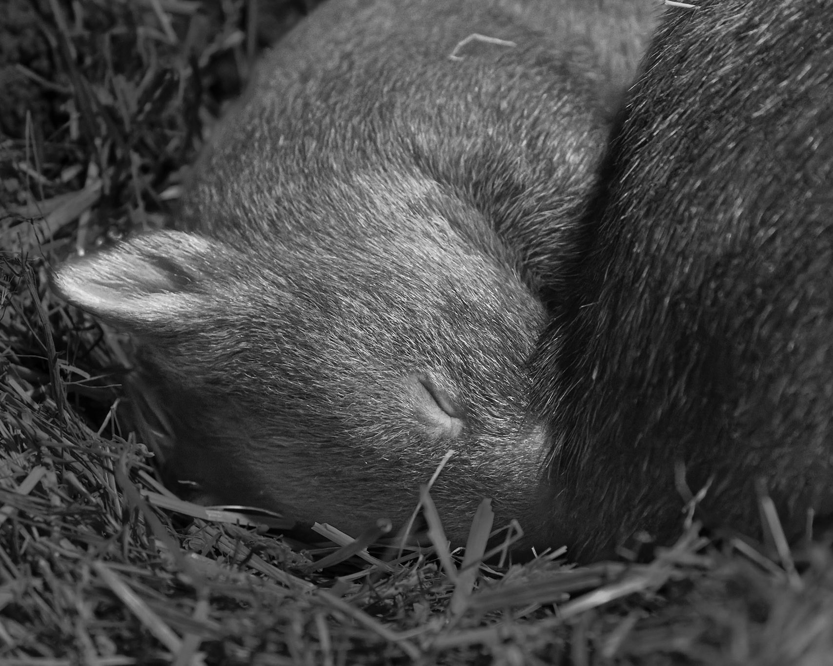 Wanda's Joey