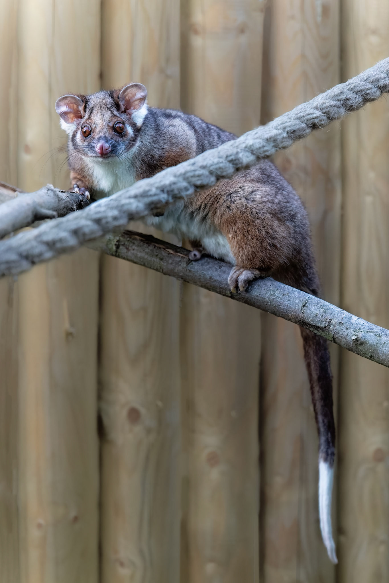 Ringtail Possum Joey