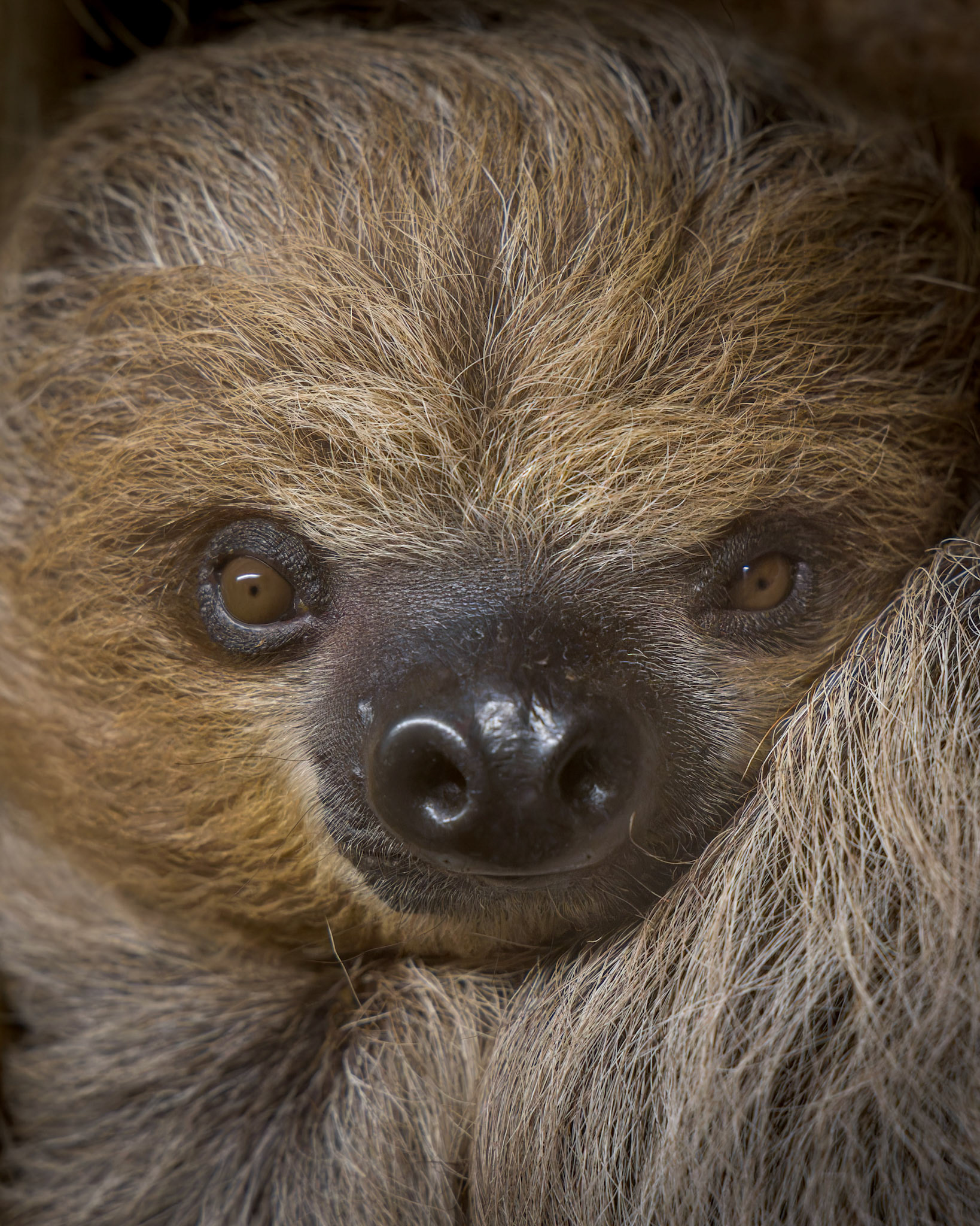 Nova - male baby sloth