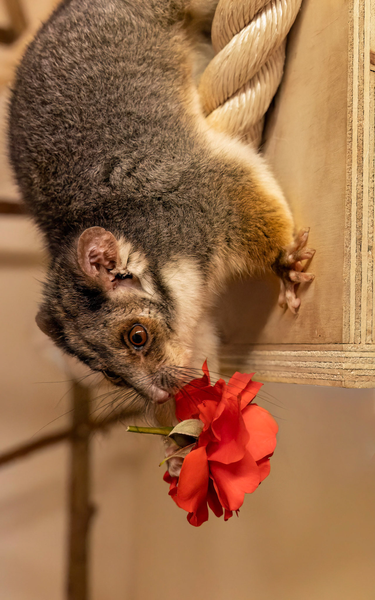 Male Ringtail Possum