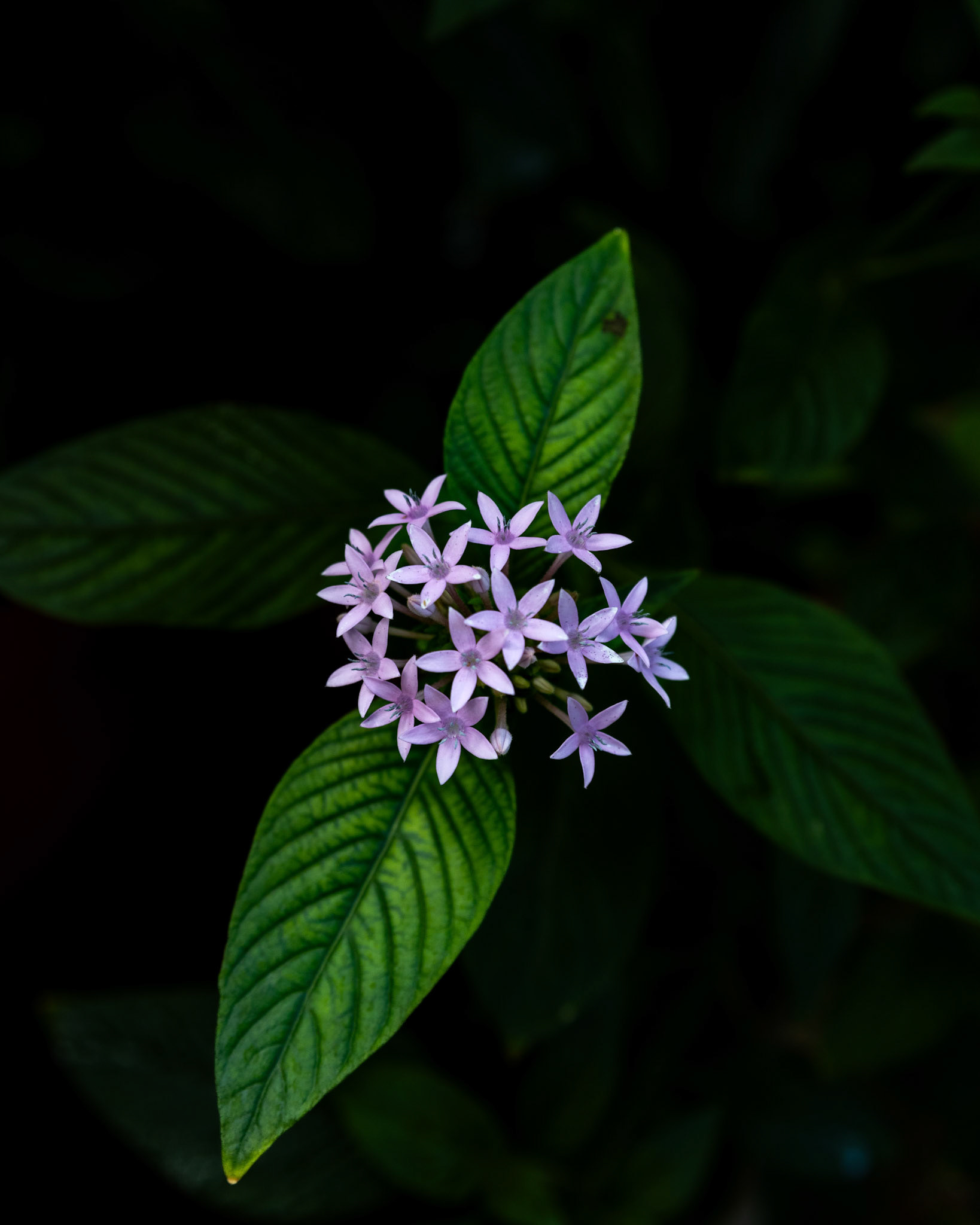 Krakow botanická zahrada