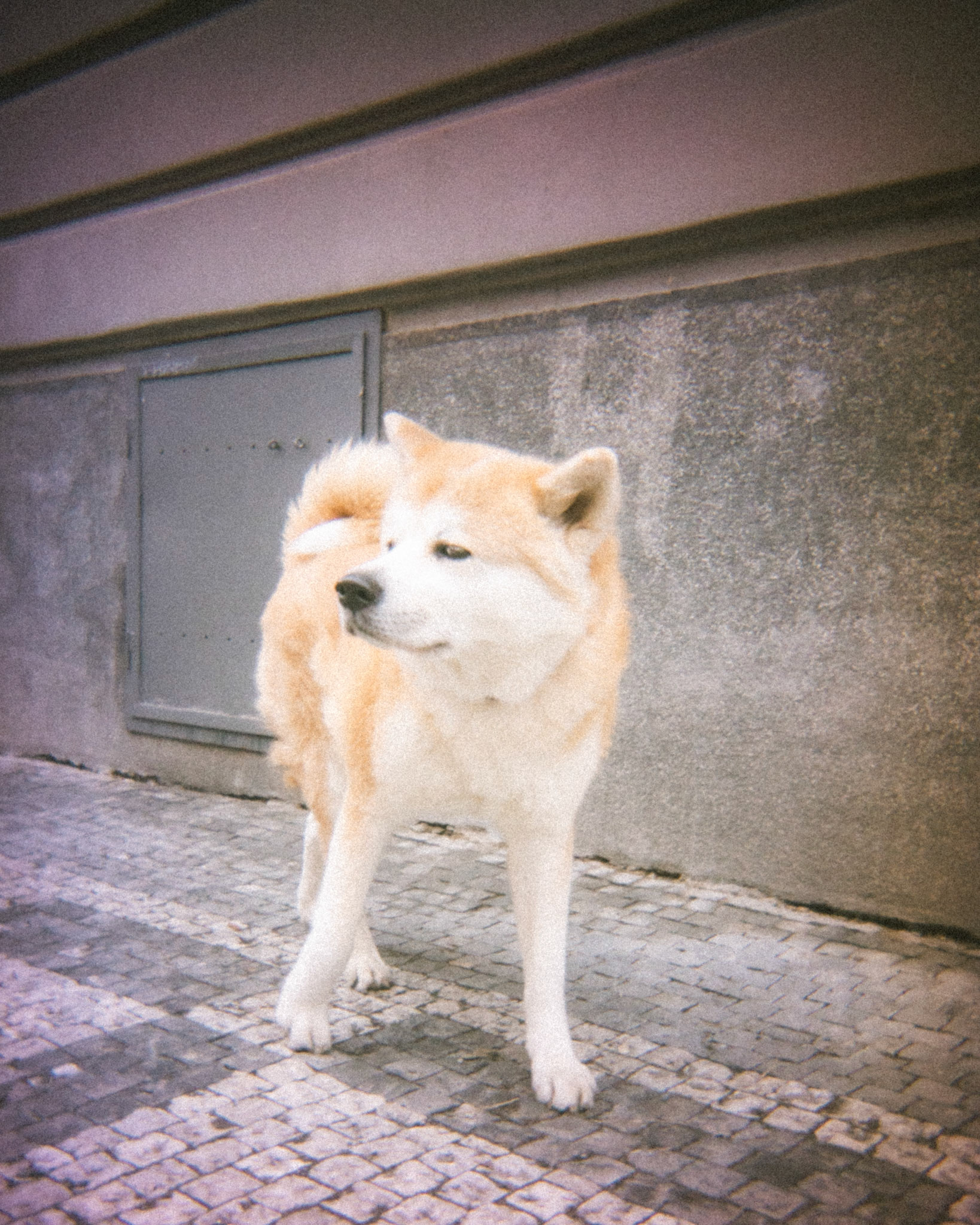 pes Žižkov