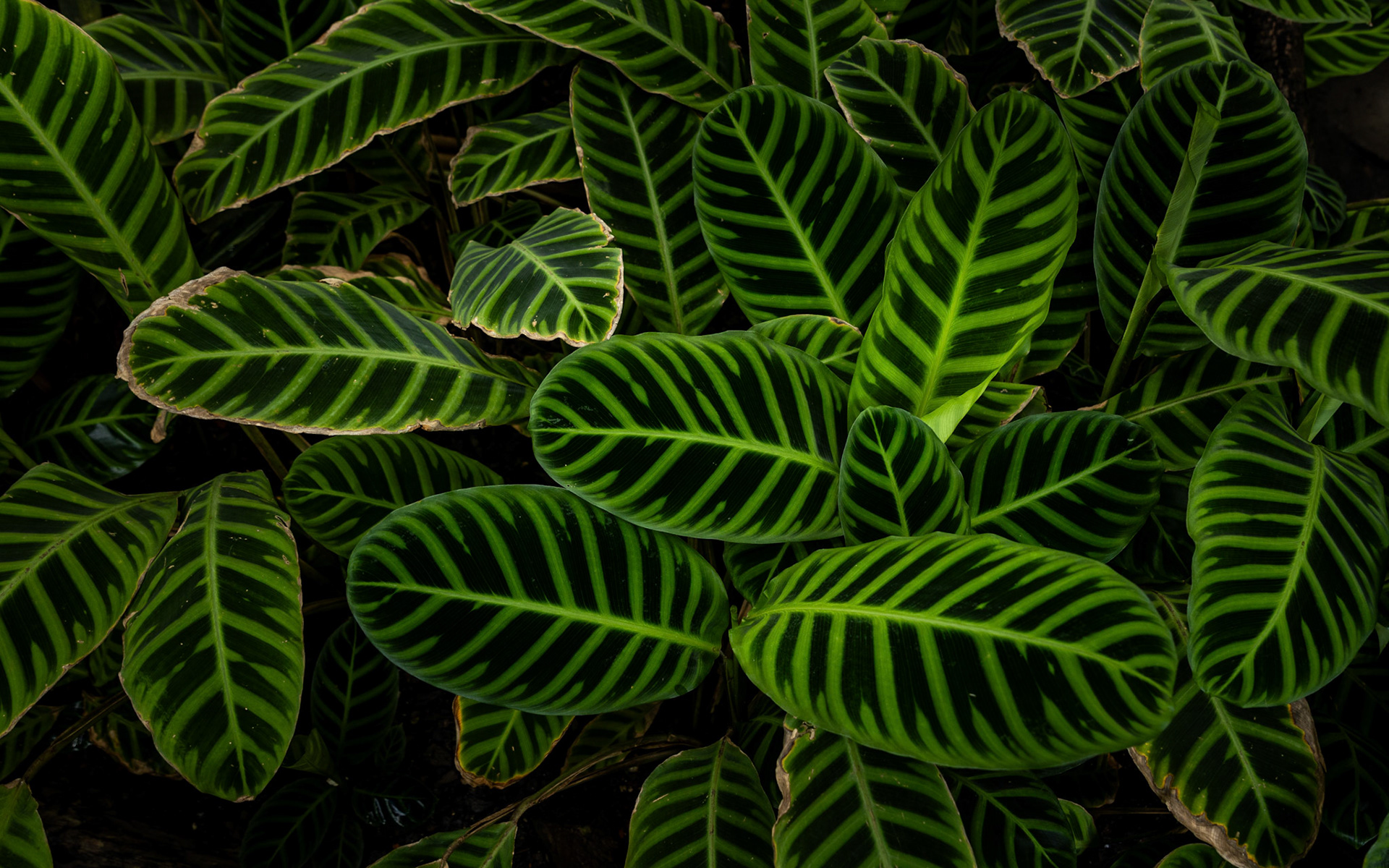 Krakow botanická zahrada