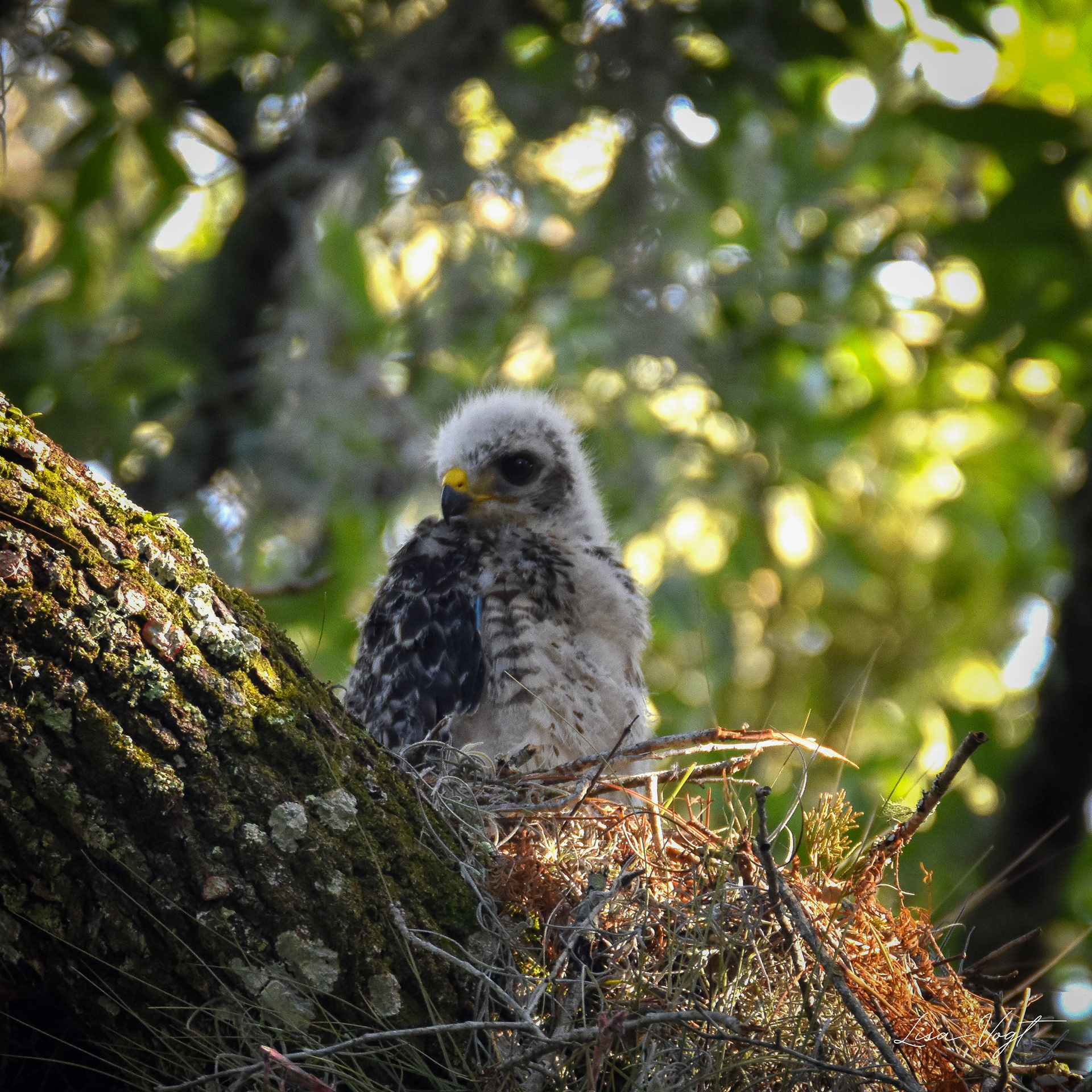 Young Red Shoulder Hawk