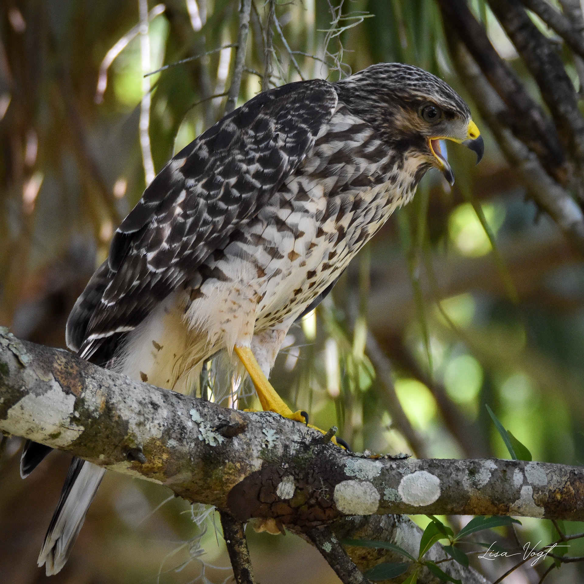 Adult Red Shoulder Hawk