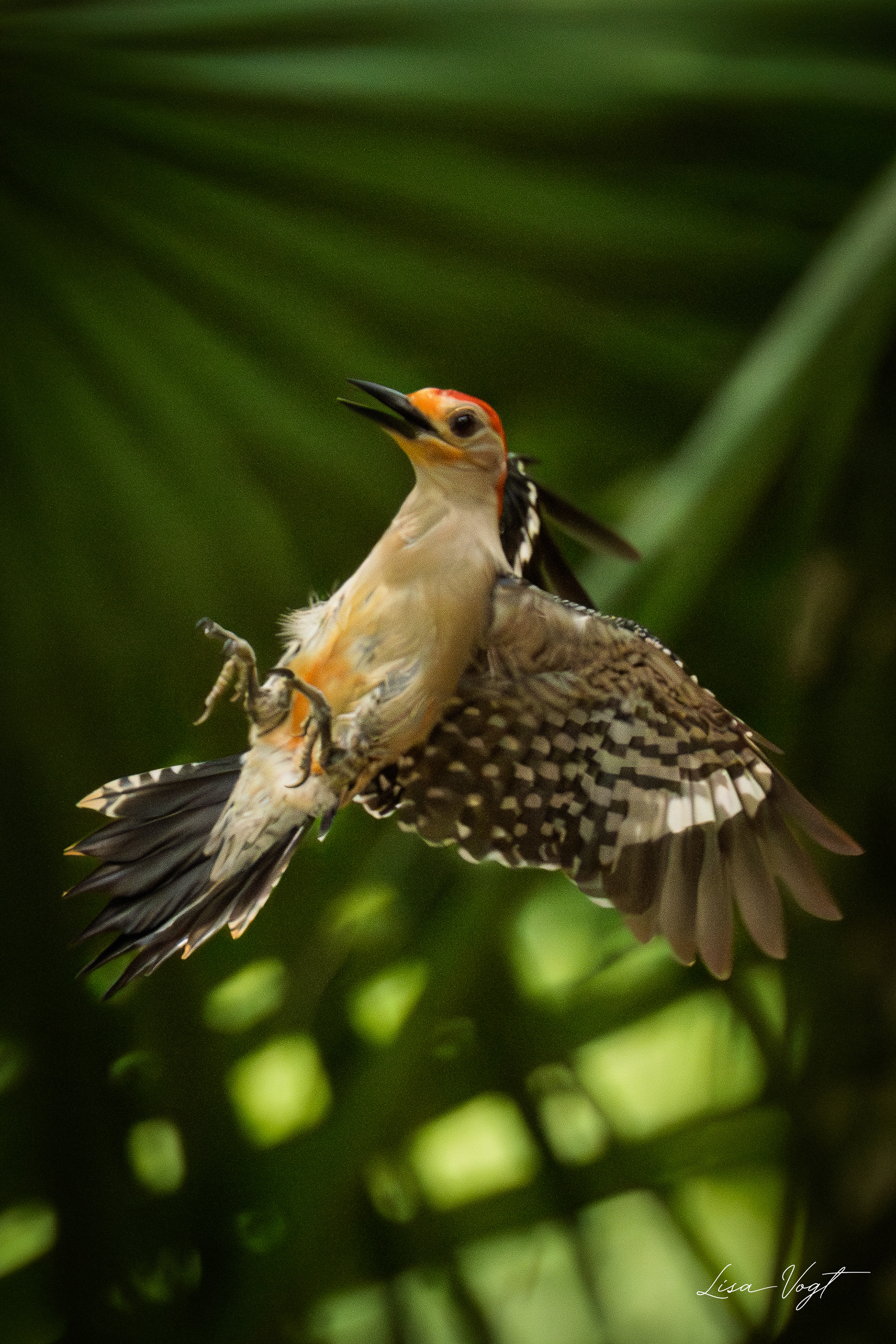 Woodpecker landing on a bird feeder.