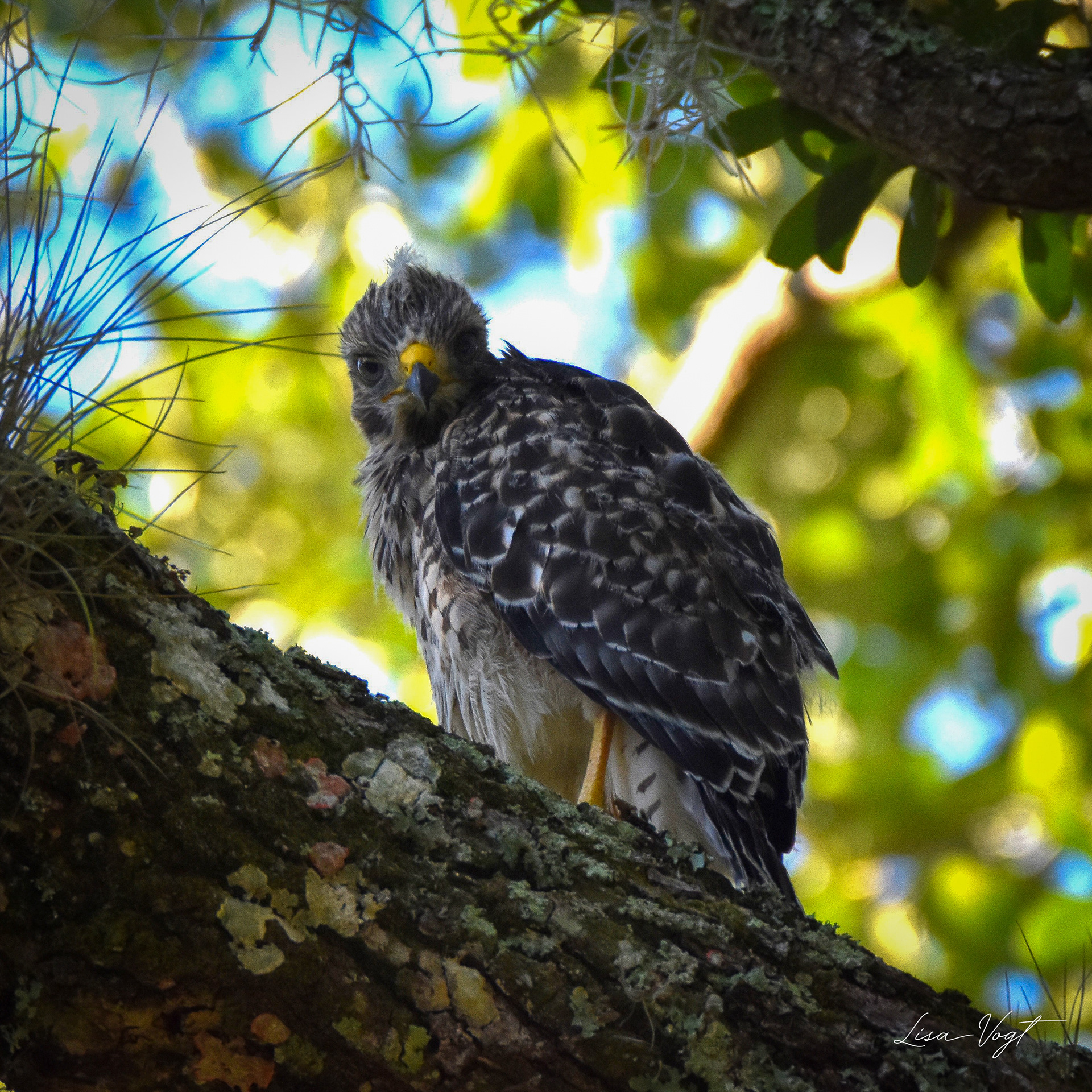 Juvinile Red Shoulder Hawk