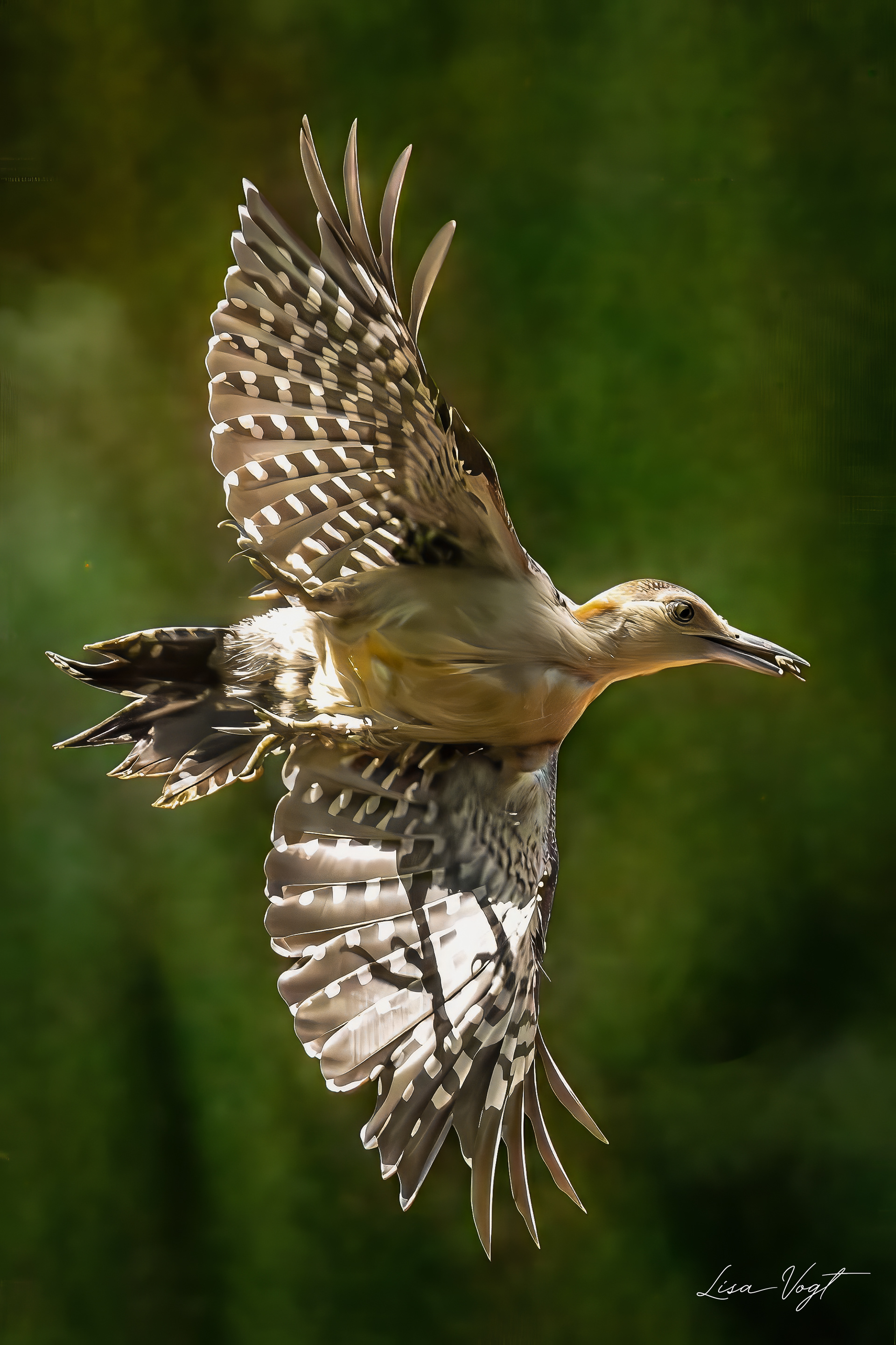 Woodpecker leaving a bird feeder with a seed.