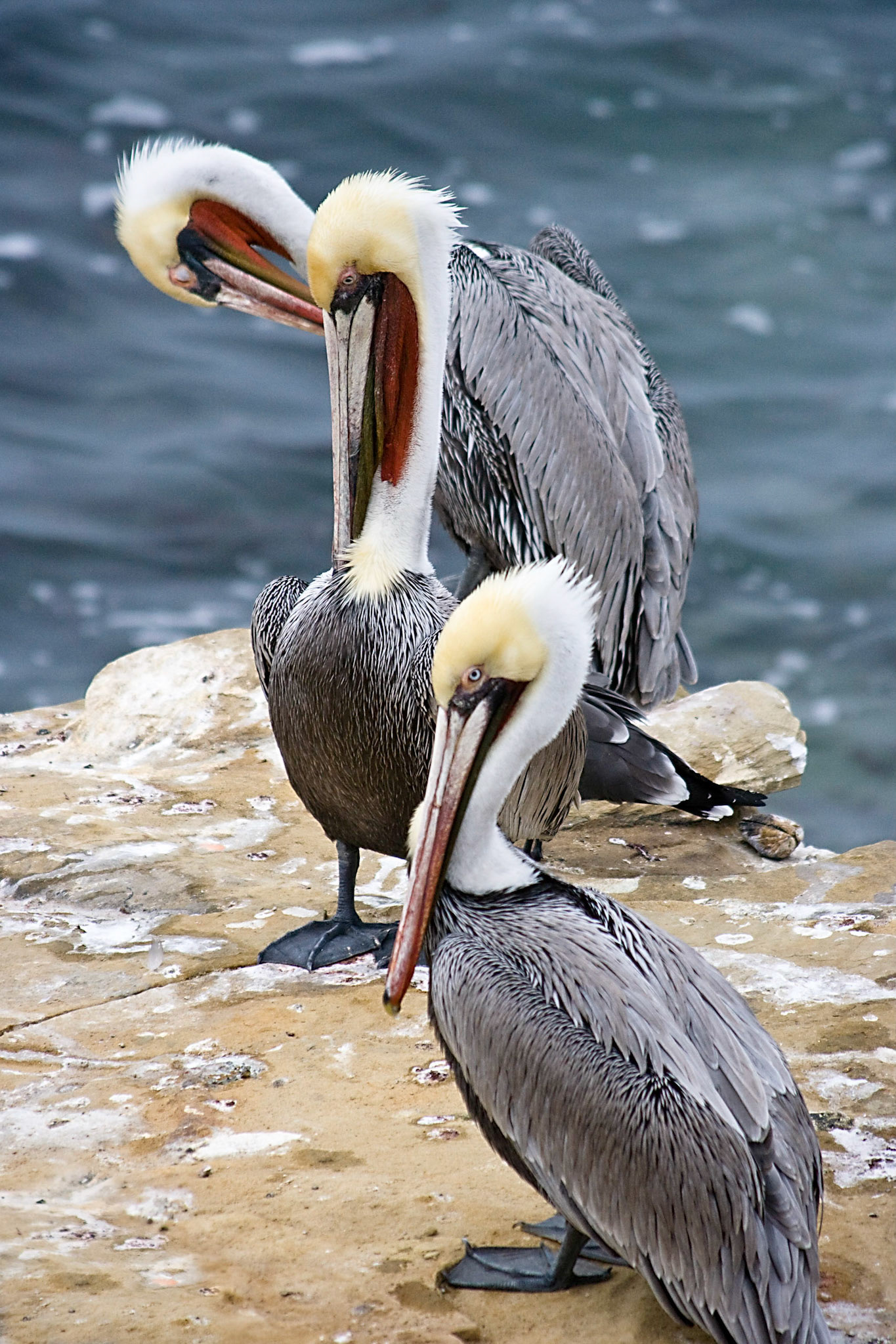 Pelicans