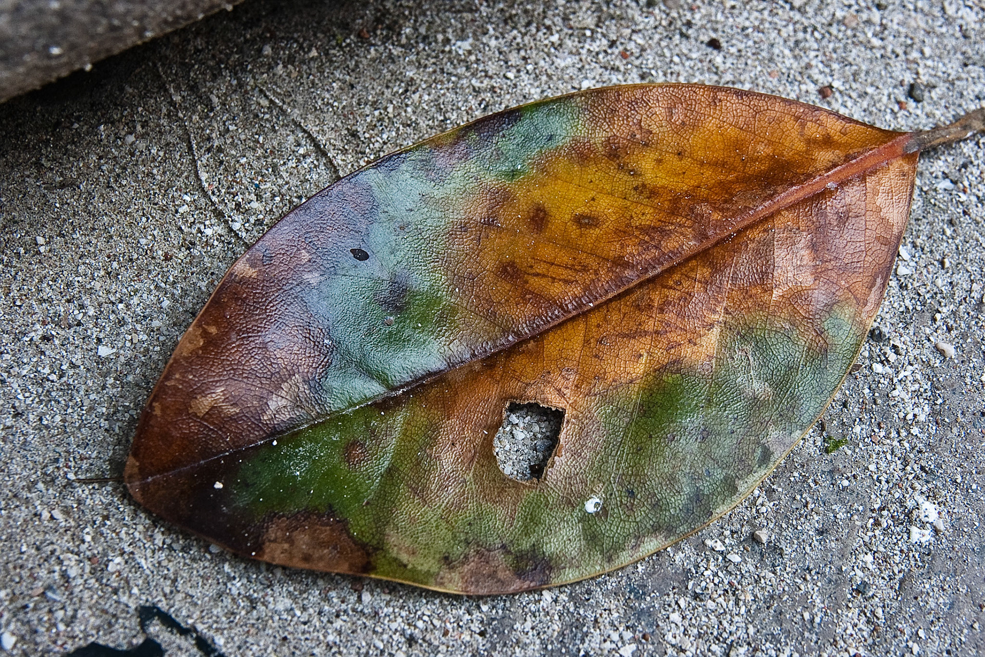 Fallen Leaf