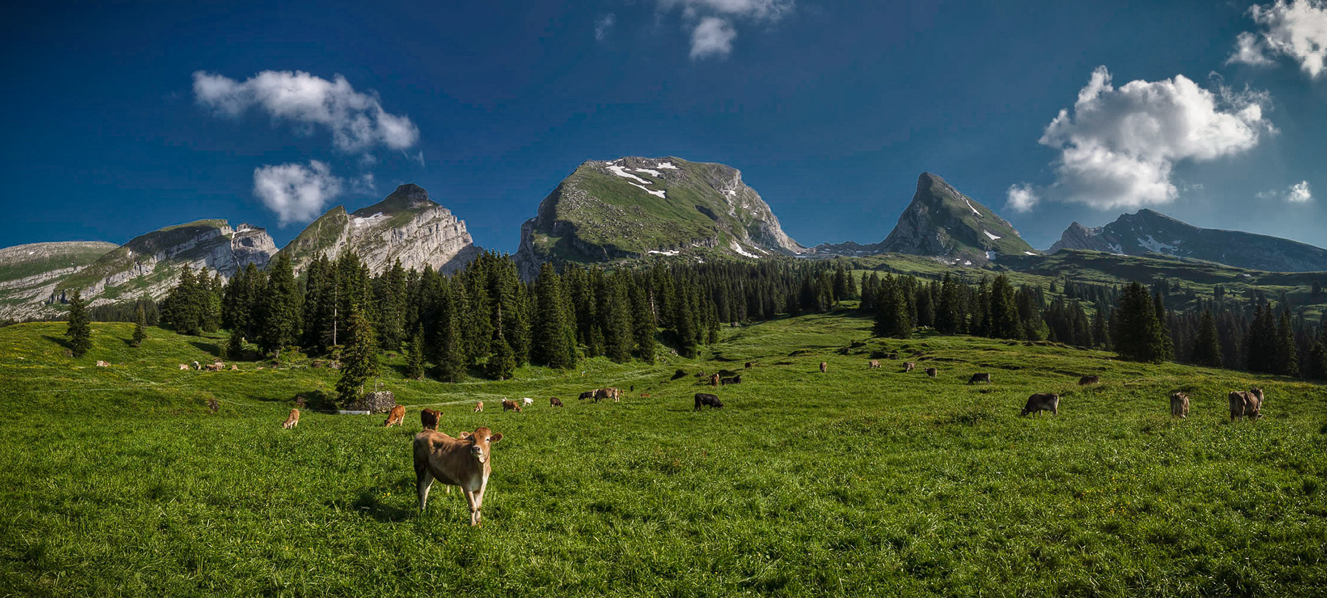 Cows and Churfirsten