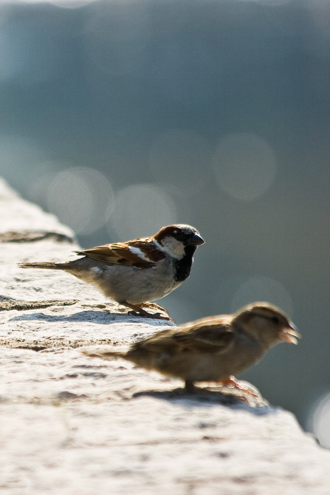 Sparrows