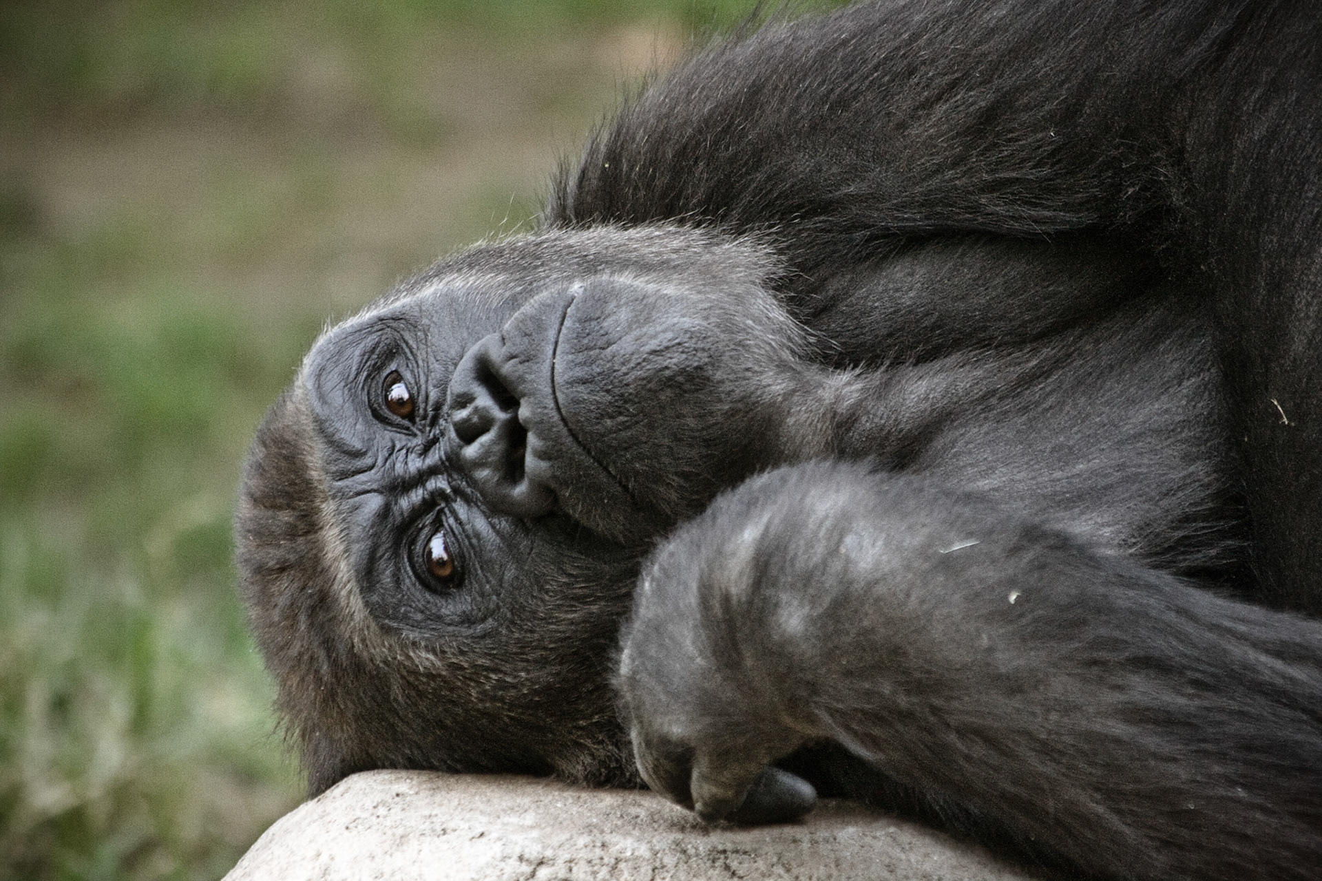 Gorilla III