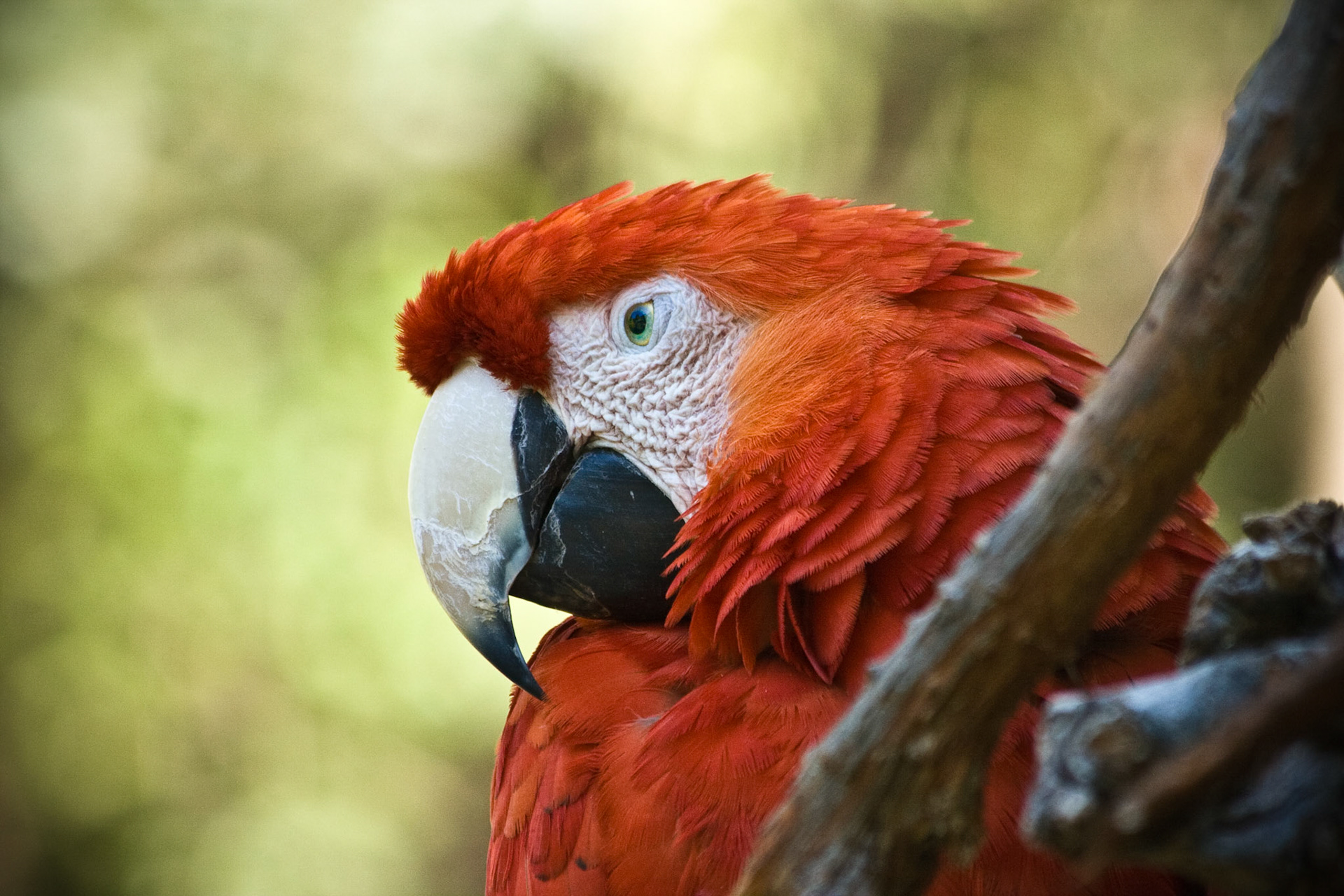 Scarlet Macaw I