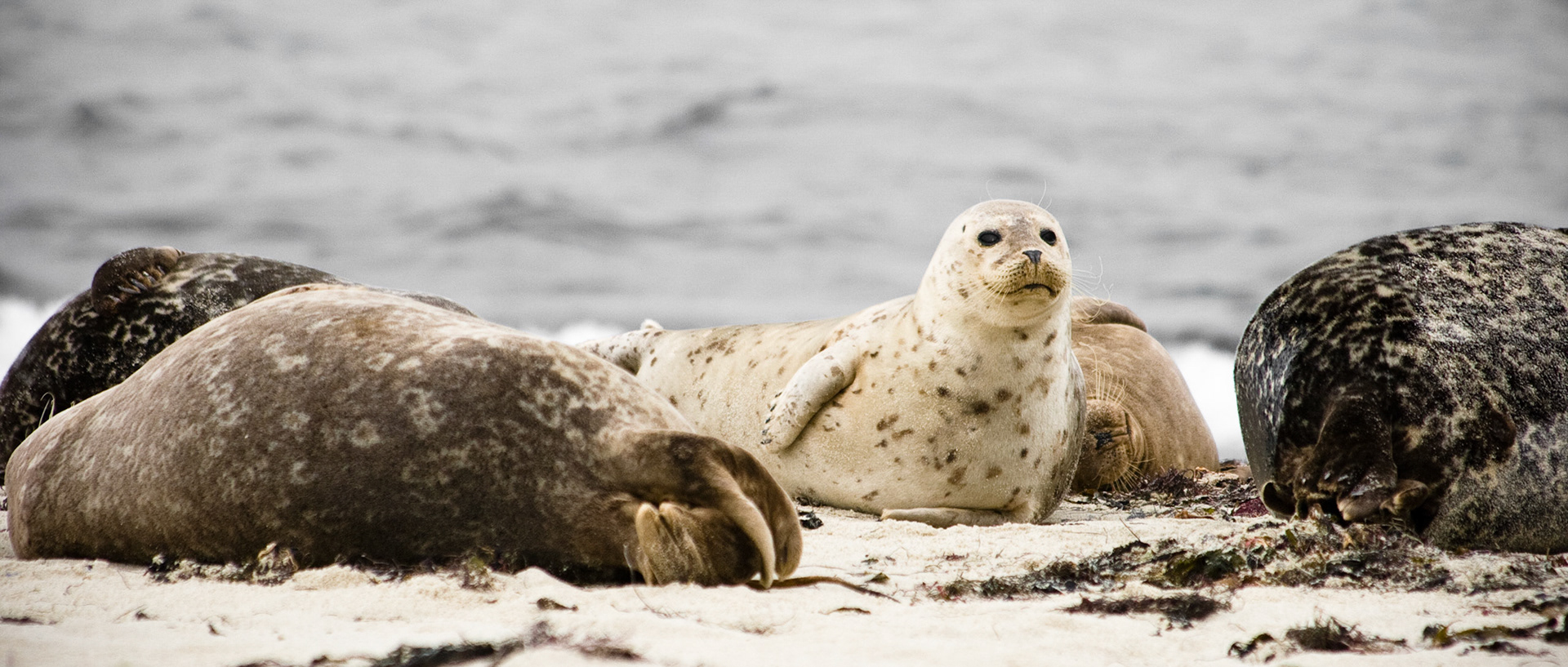 Pacific Harbor Seals I