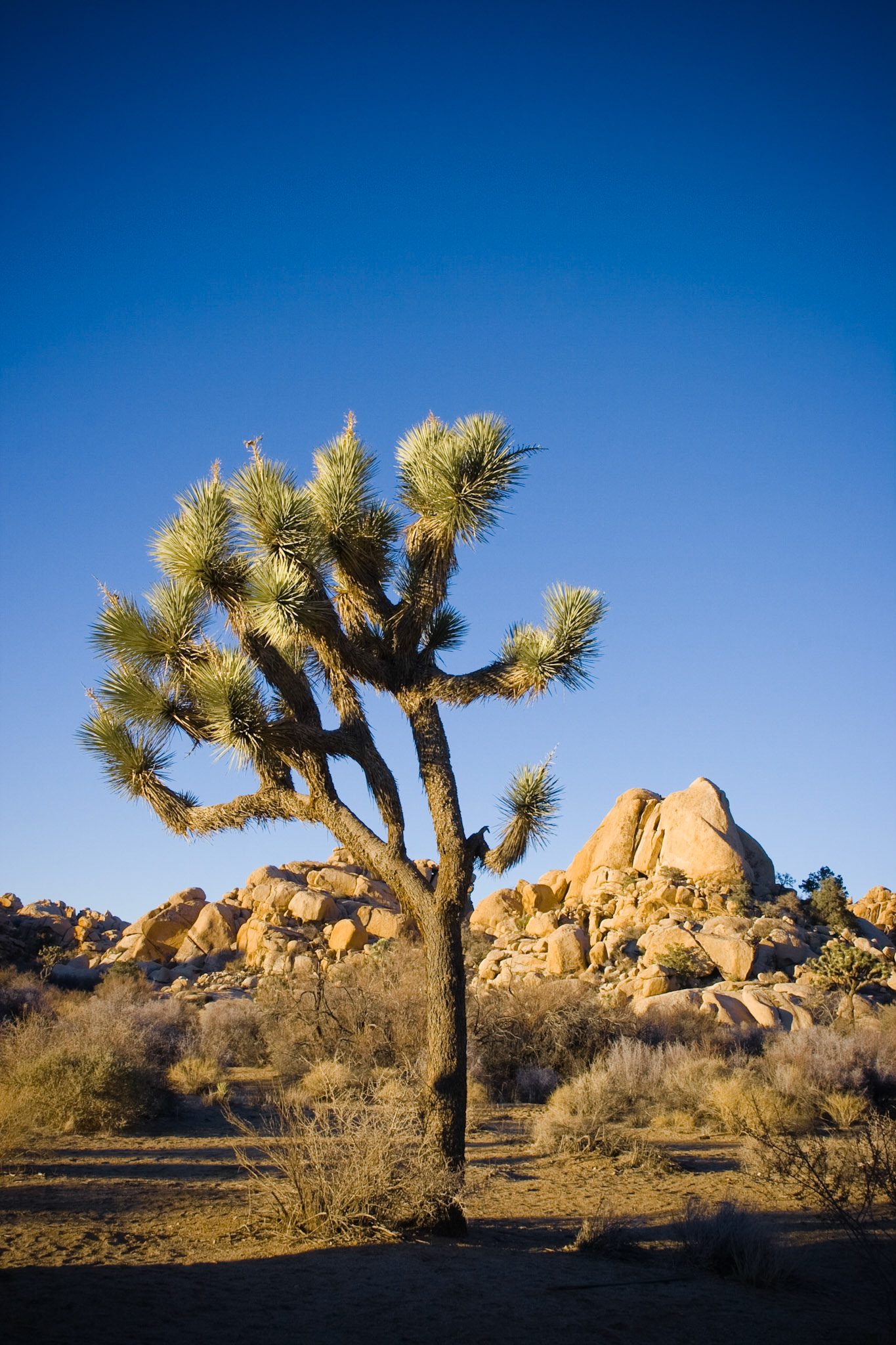 Joshua Tree