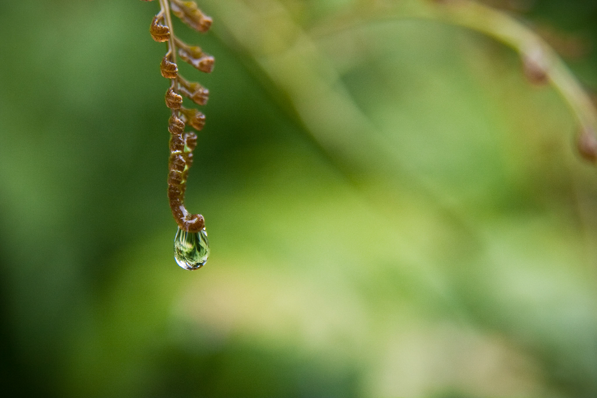 Water Drop