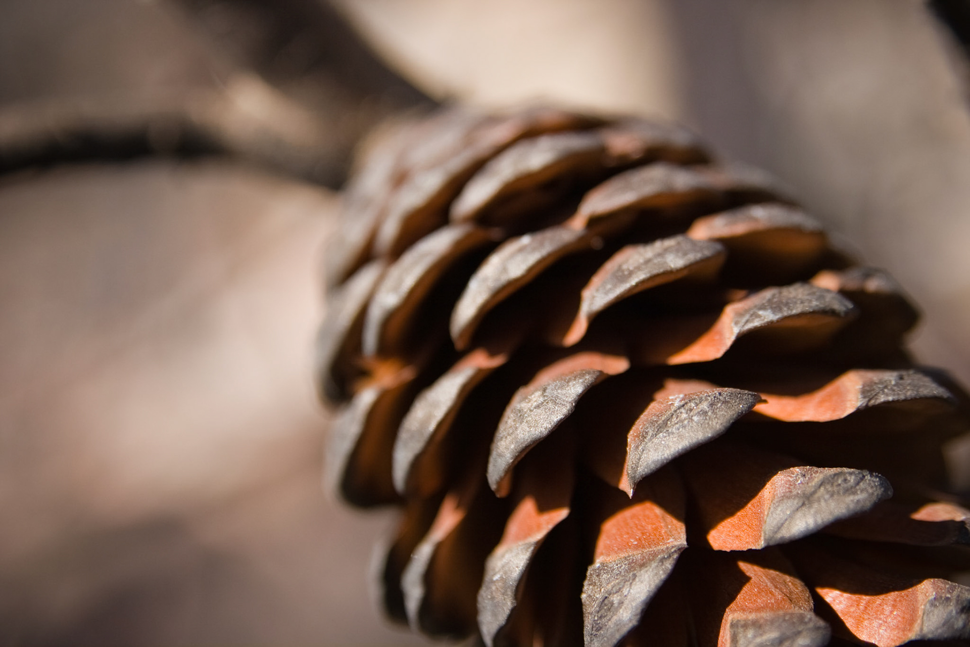 San Diego Fires Aftermath III