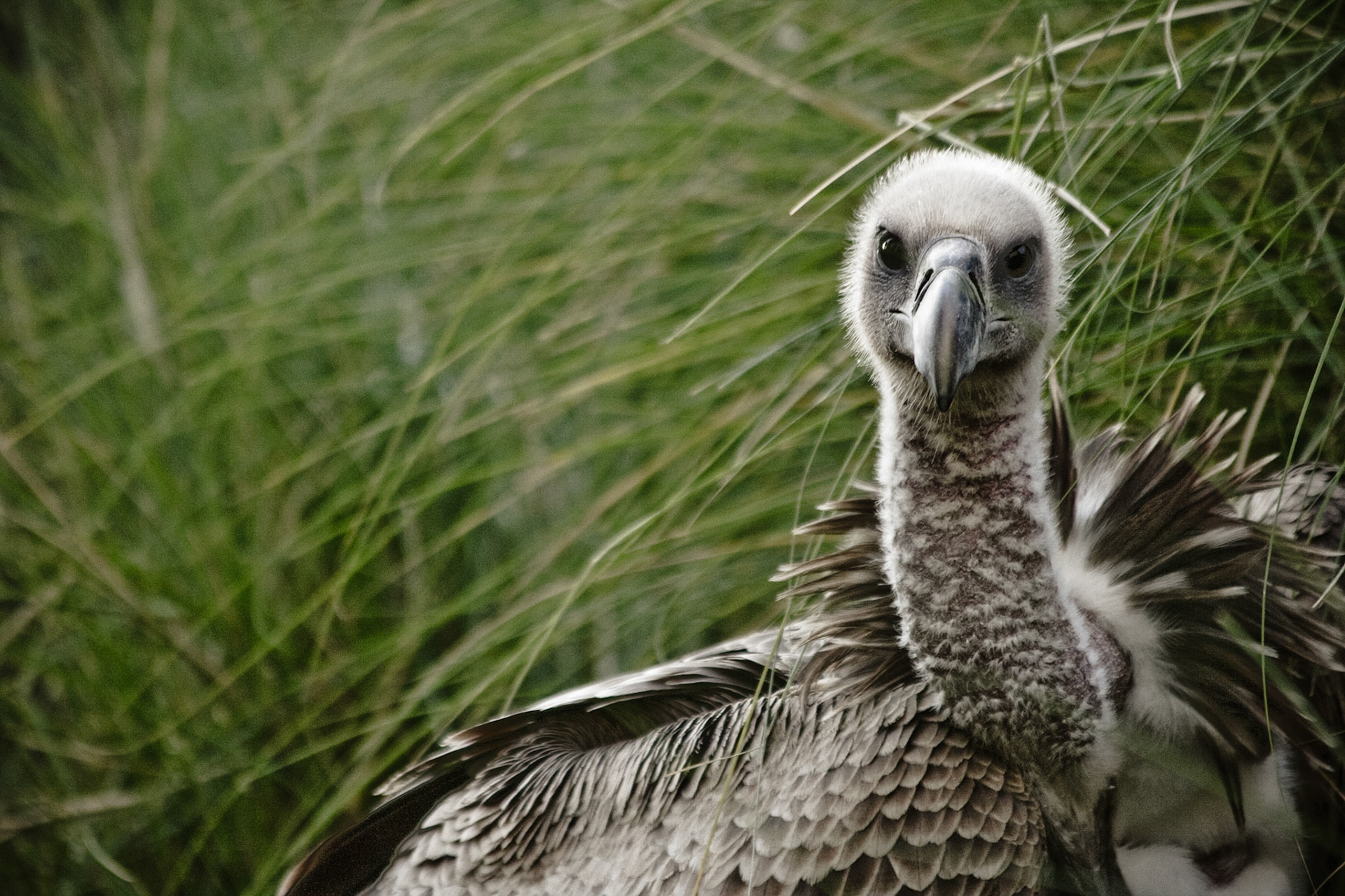Rüppell's Vulture