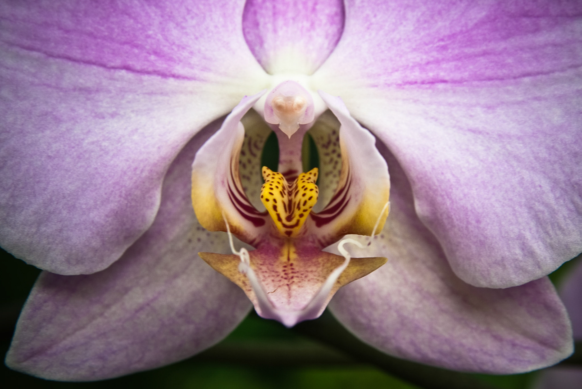 Orchid IV