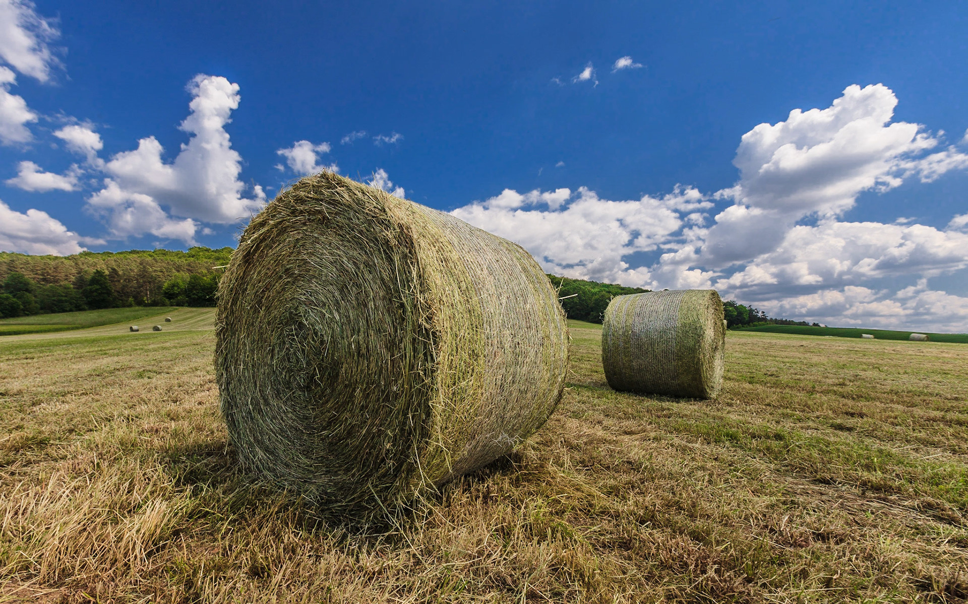 Burgundy Countryside II