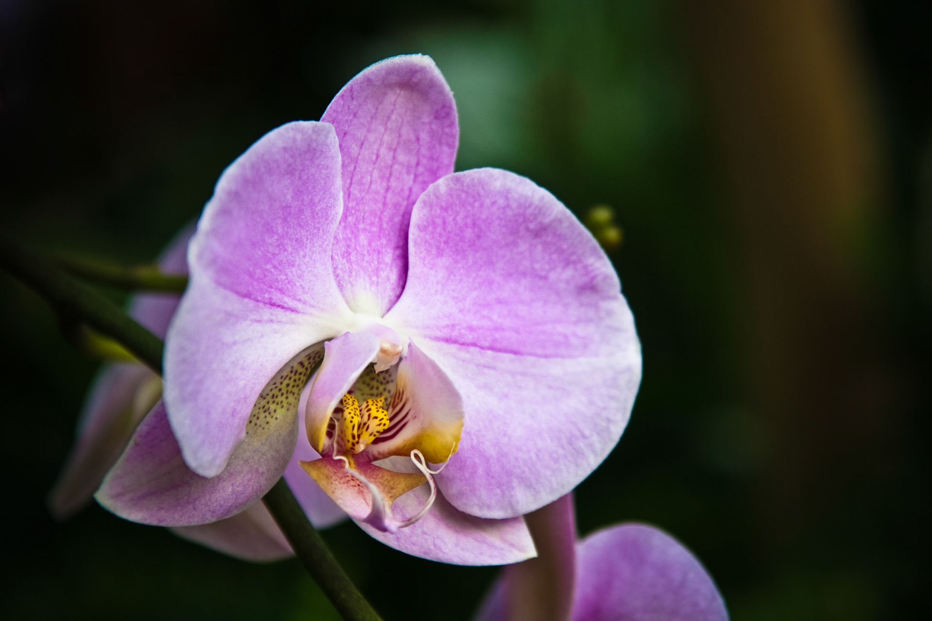 Orchid III